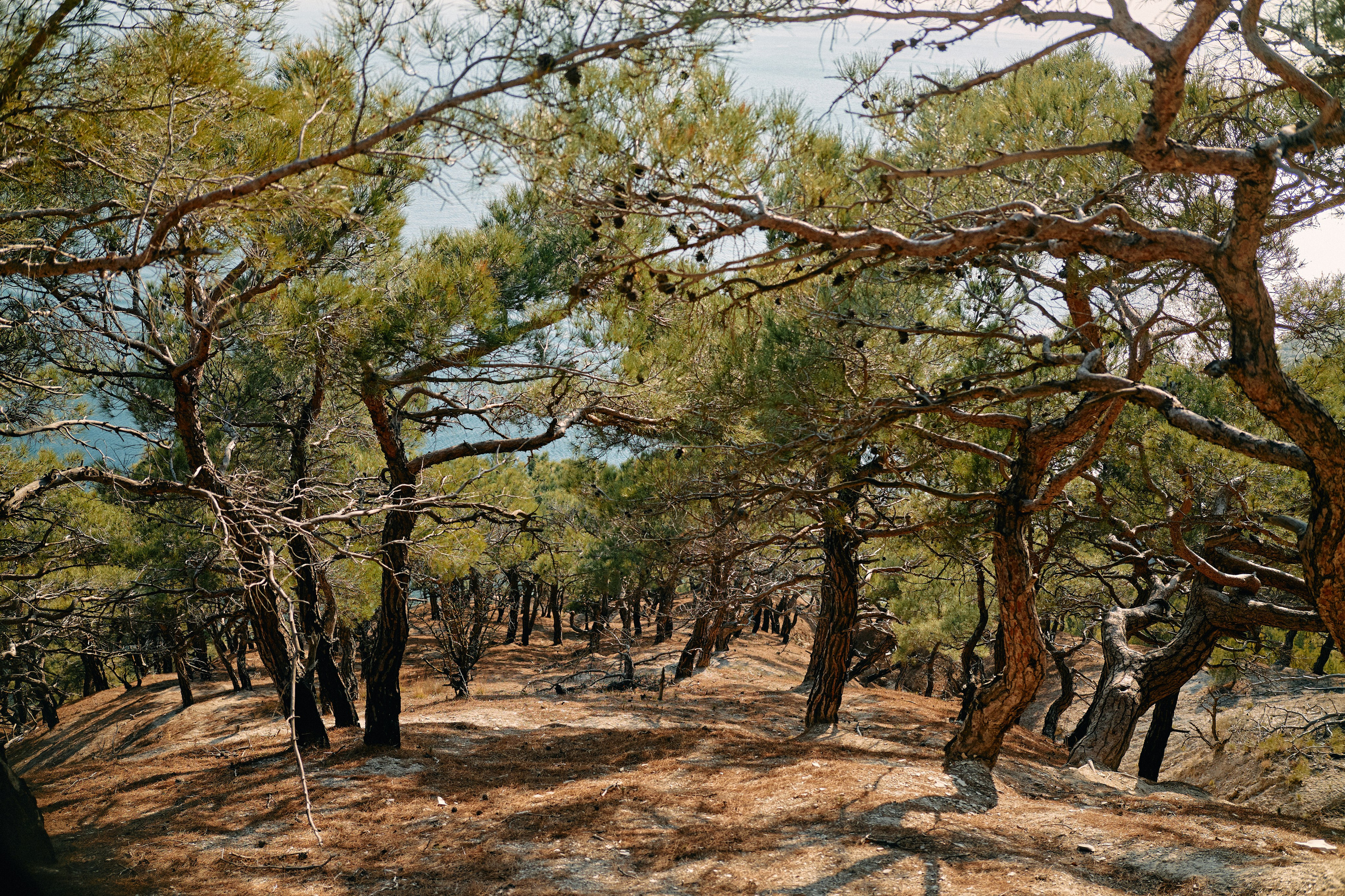 Юг России. Профессиональный Фотограф во Владимире, в Москве и в Суздале — Полина Романычева