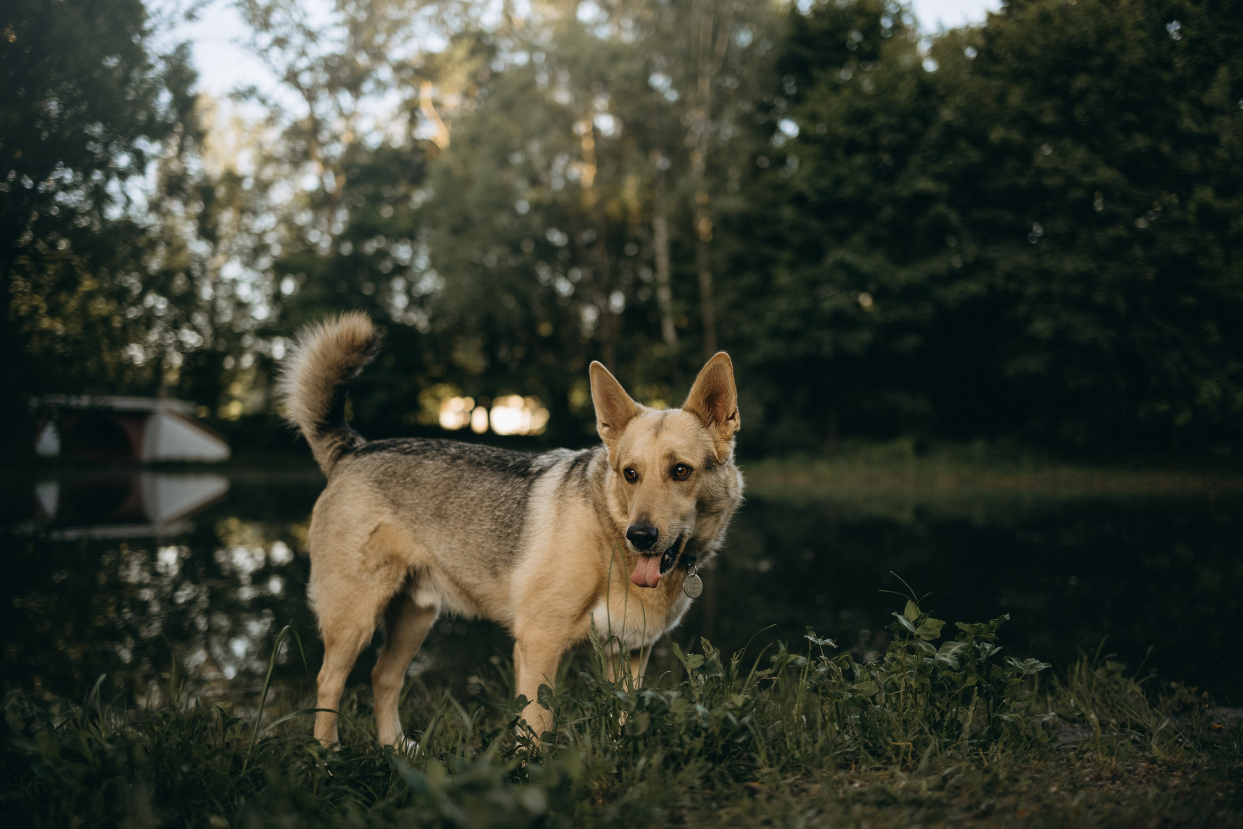 Татьяна, Сергей и их Булочка и Пончик. Фотограф — Анималист | Санкт-Петербург