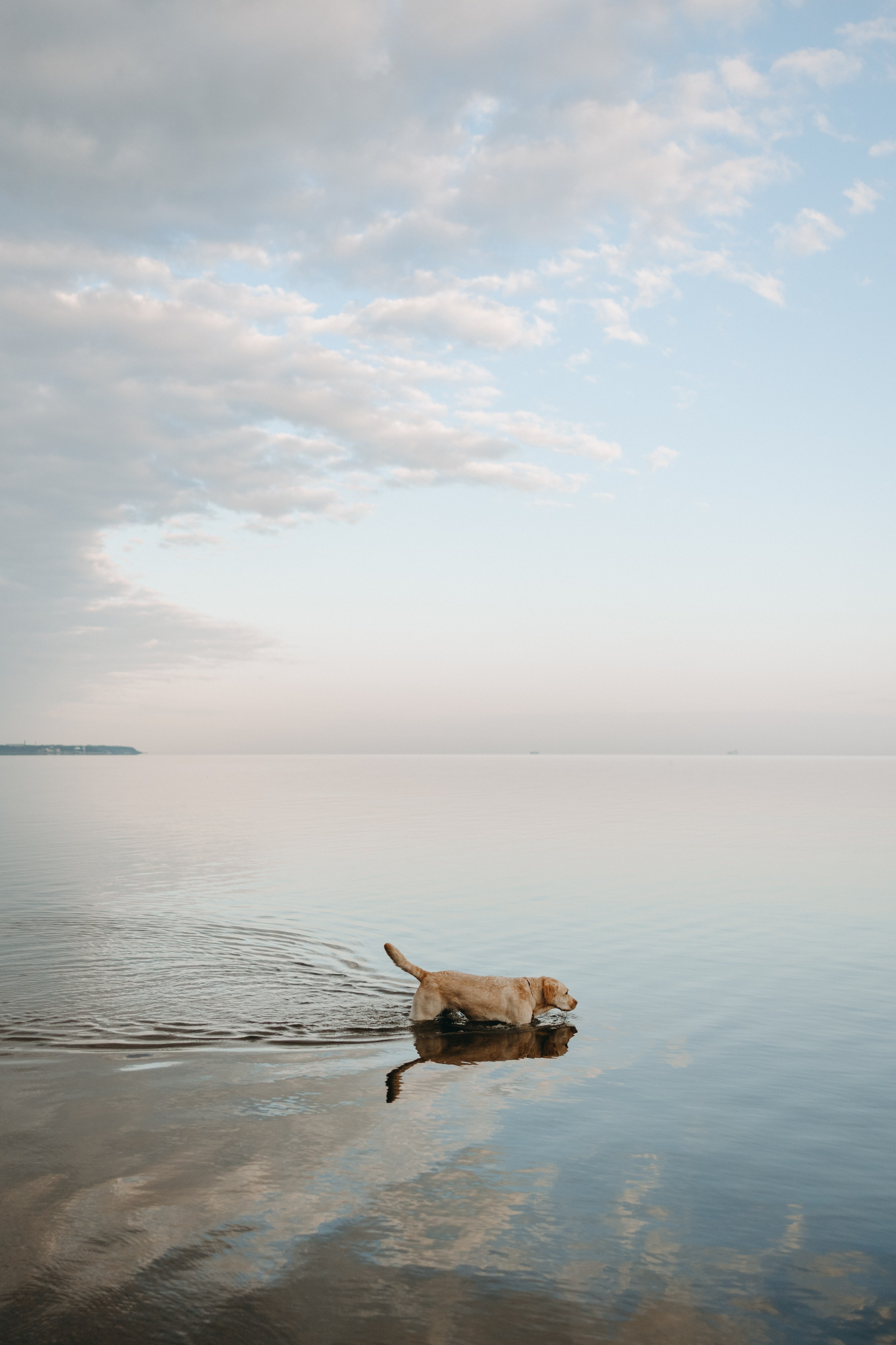 Наташа и Шани. Фотограф — Анималист | Санкт-Петербург