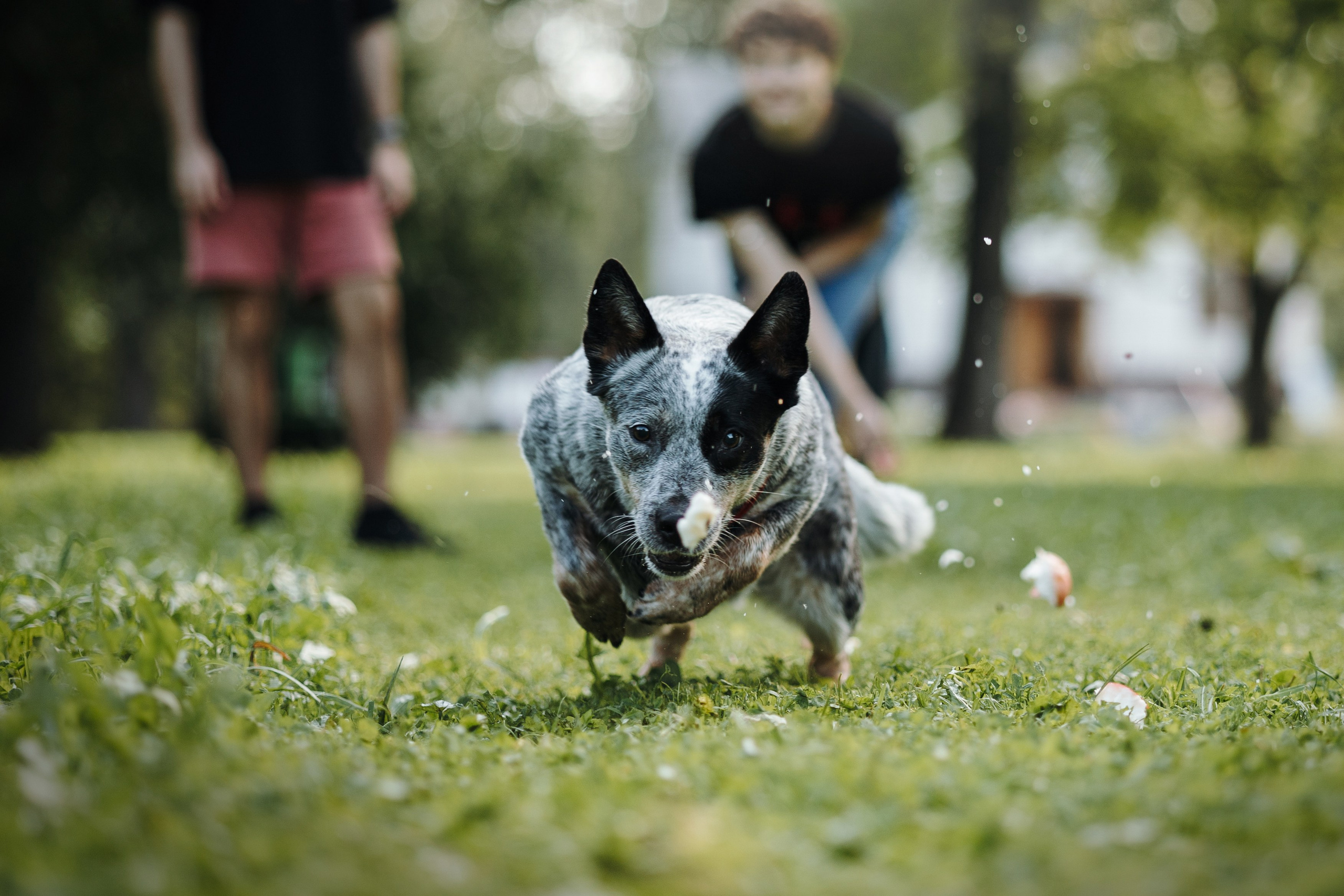 Кода и ее семья. Фотограф — Анималист | Санкт-Петербург