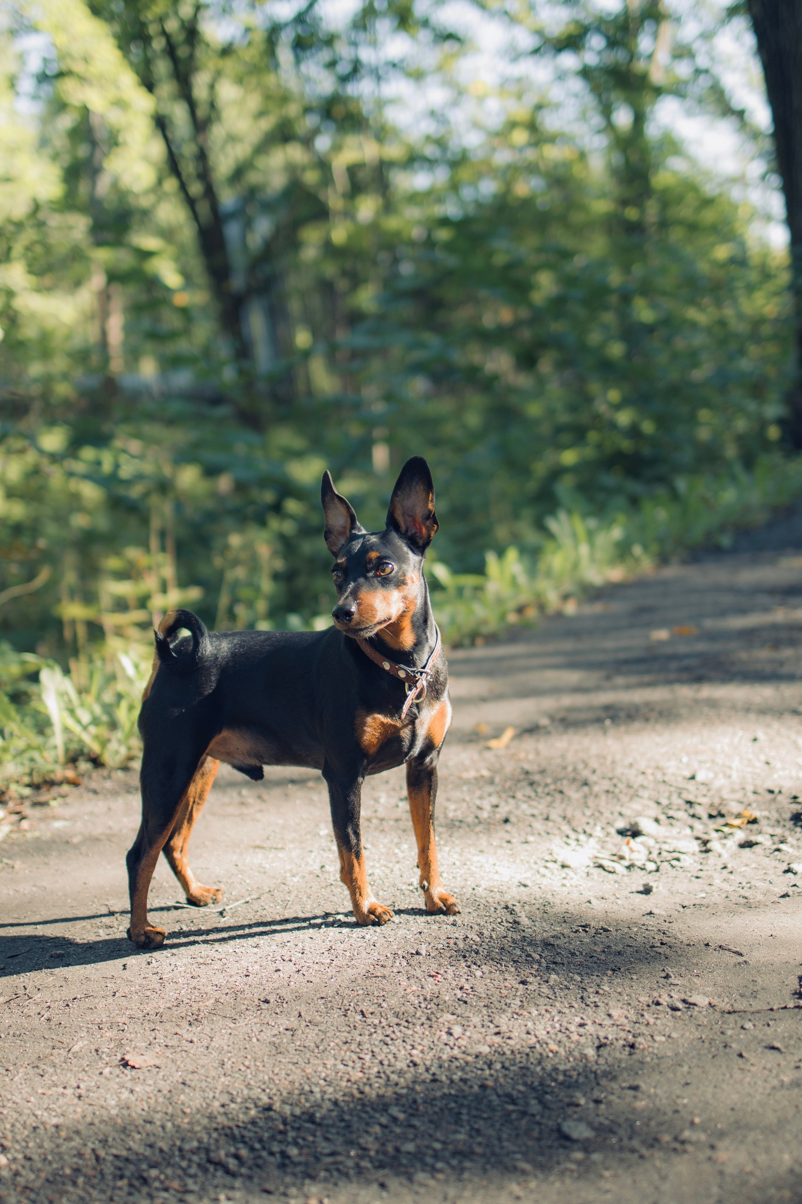 Животные. Художественная фотография