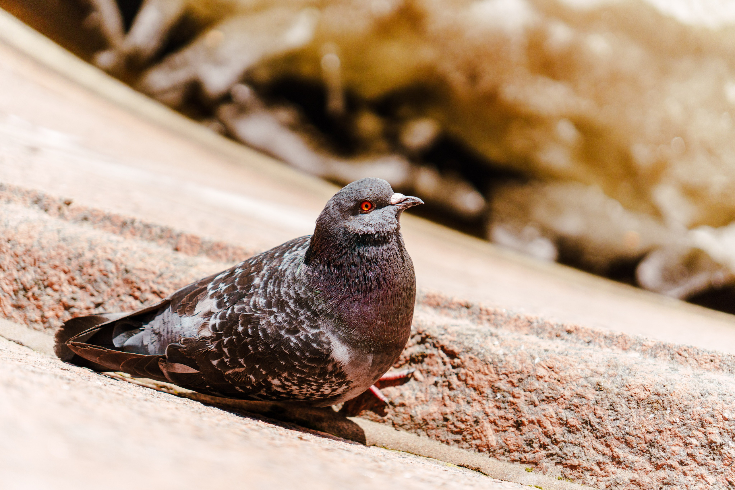 Санкт-Петербург. Фотограф в Санкт-Петербурге Ибрагимова Алина