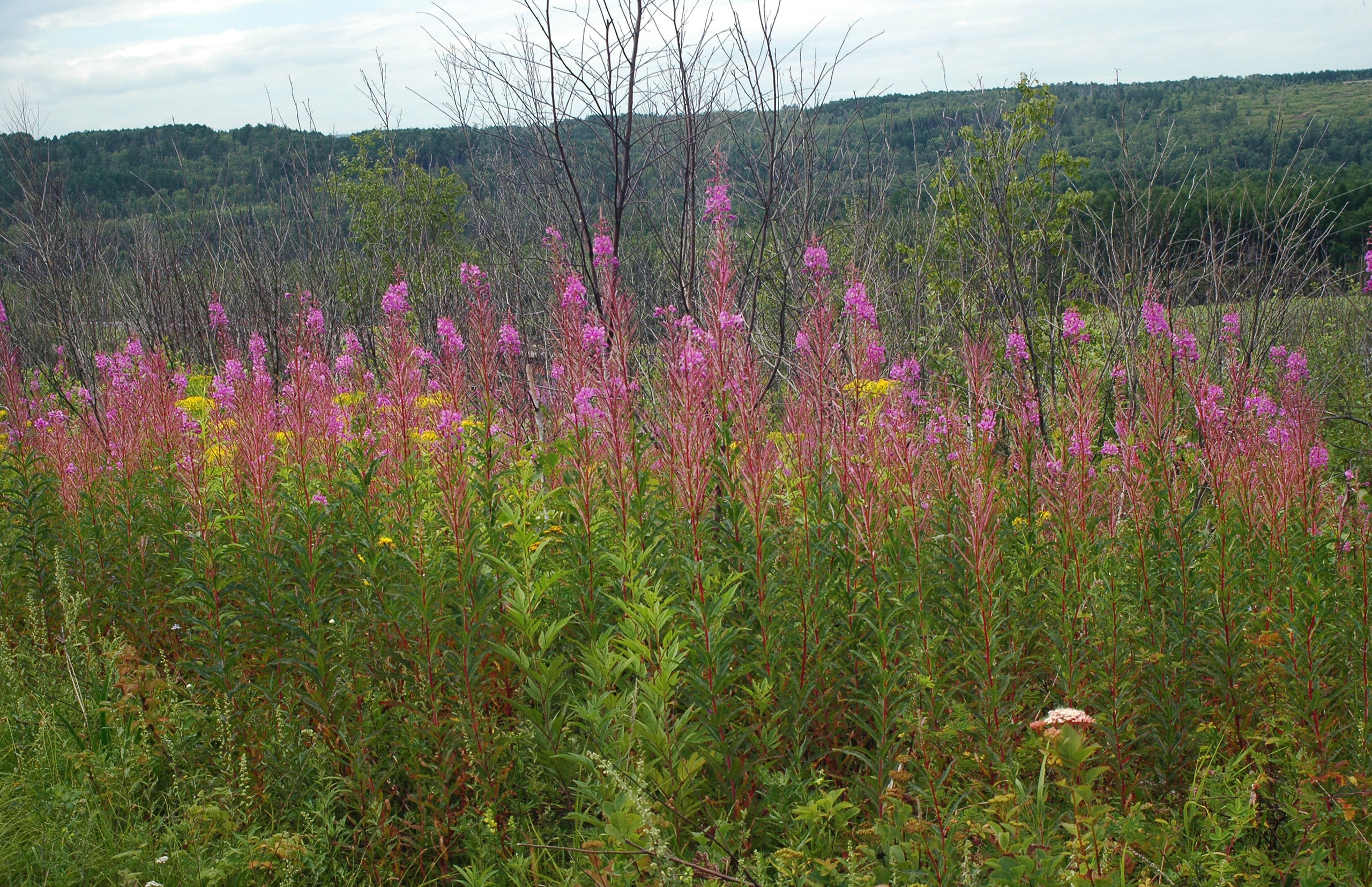 иван-чай, вода, залив, лес, советская гавань, гора, сопка, природа, фотограф, Хабаровск, дальний восток, пейзаж
