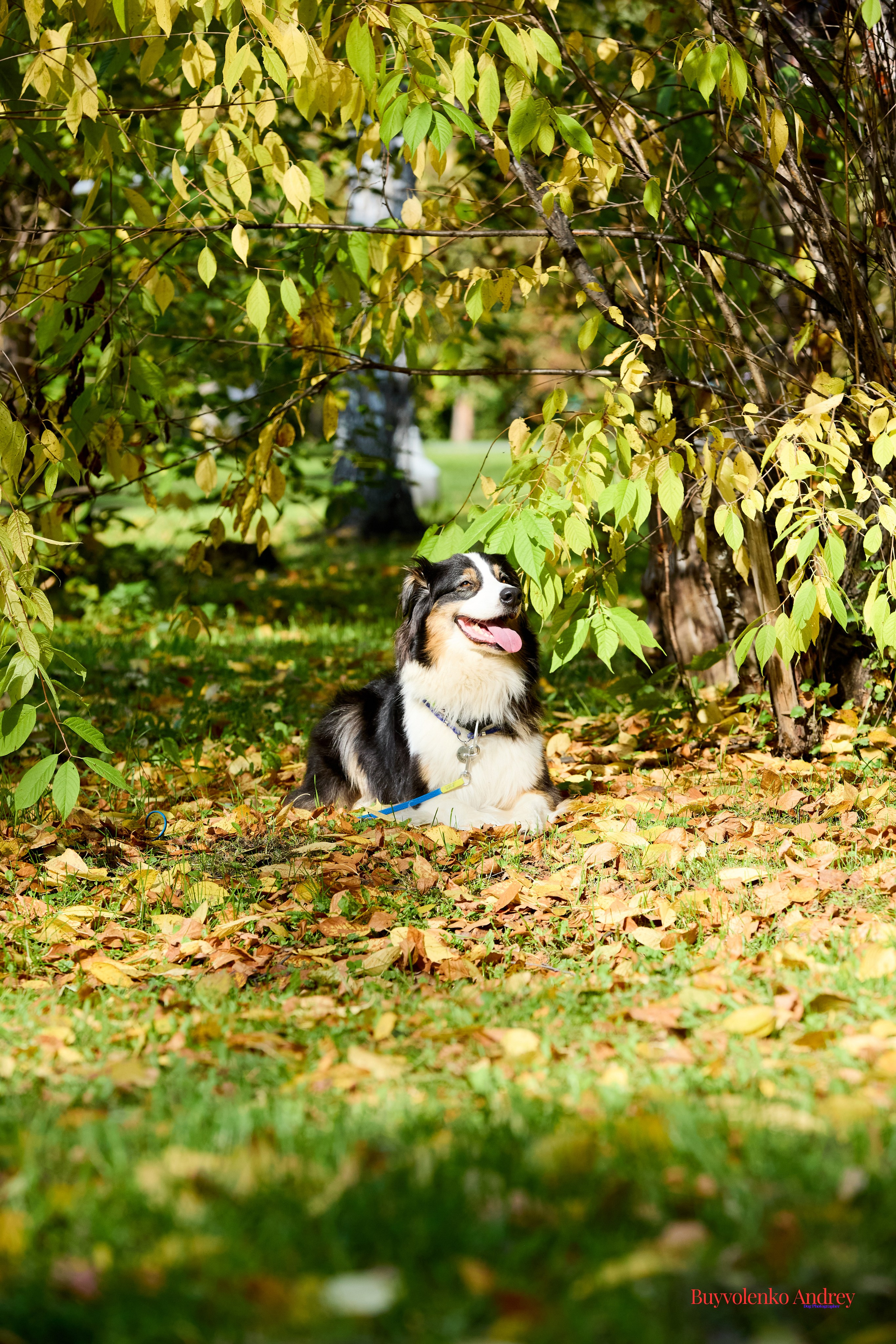 Басенджи и Аусси 21.09.2025. Buyvolenko Andrey