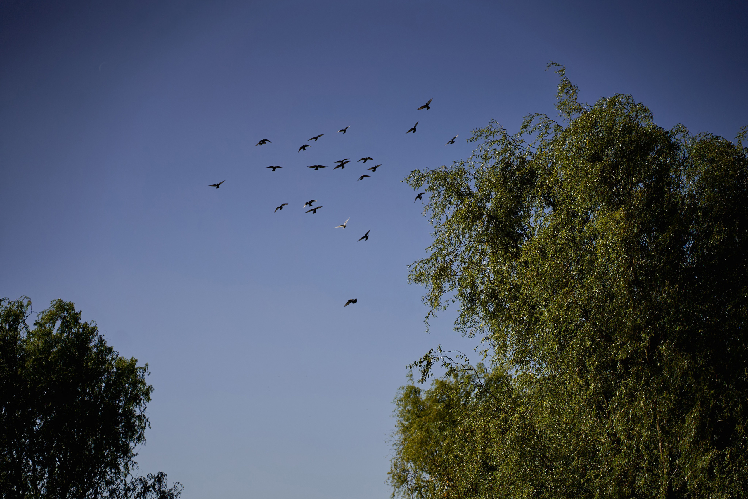 Свадьба с искусственным интеллектом в Усадьбе фамилии от ТВИНС СТУДИО лучших фотографов Краснодара. ТВИНС СТУДИО — лучшие свадебные фотографы и видеографы в Краснодаре
