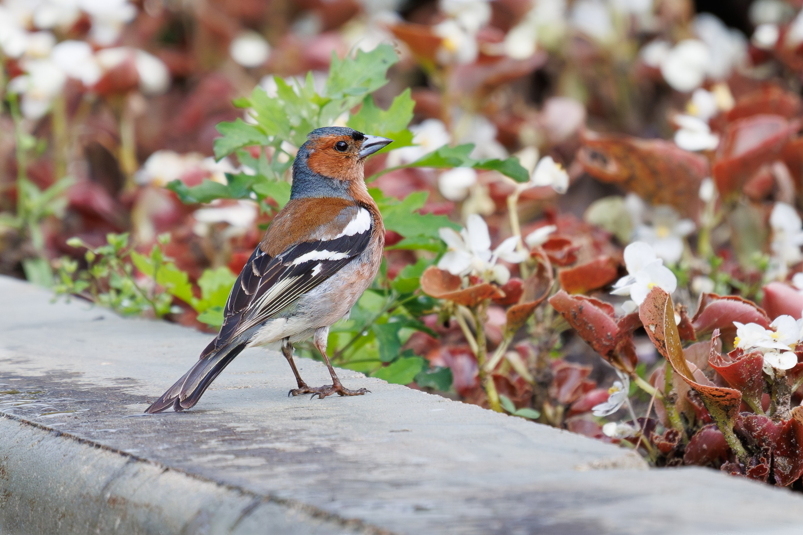 Зяблик на газоне, г. Люберцы, парк "Центральный" Снято на Canon EOS R8, RF 600 mm f11.