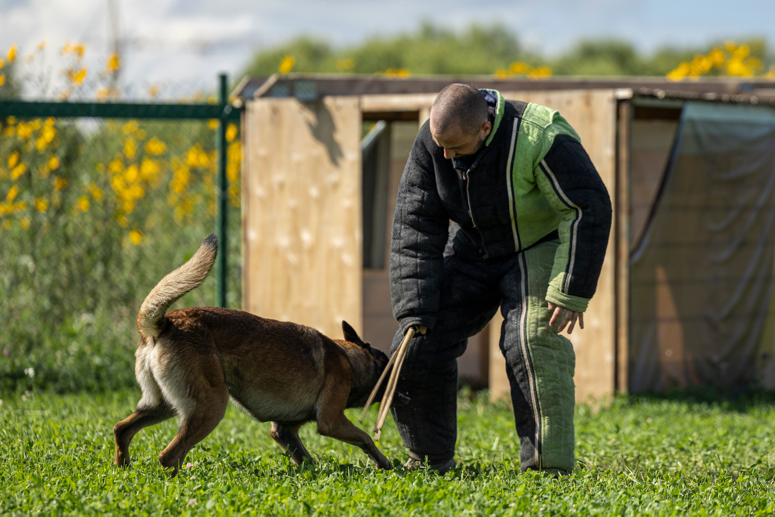 Соревнования по Мондьорингу г. Вологда 10-11.08.2024. Фотограф-анималист Анна Маринич
