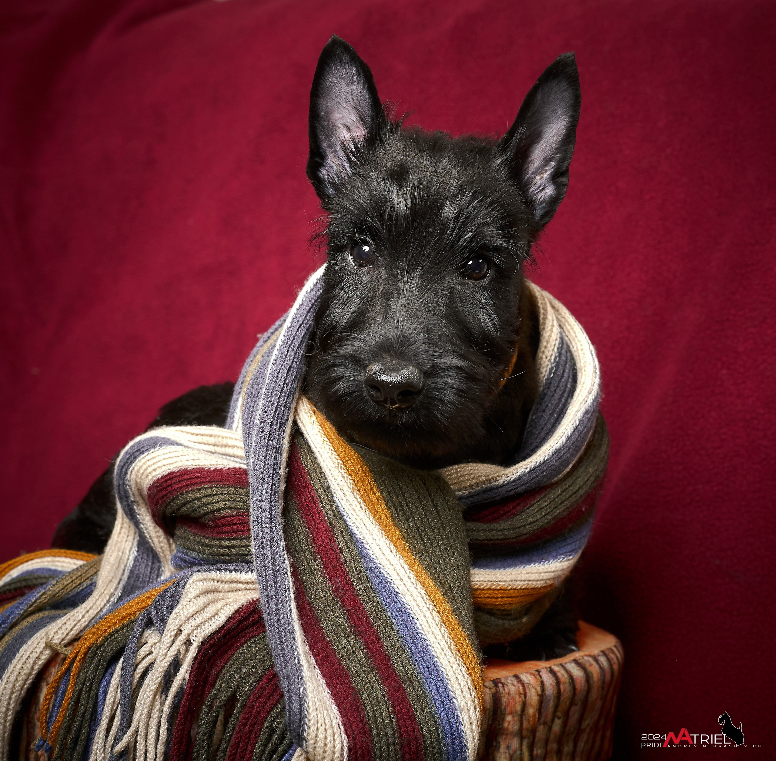 Щенки дома — галерея NATRIEL