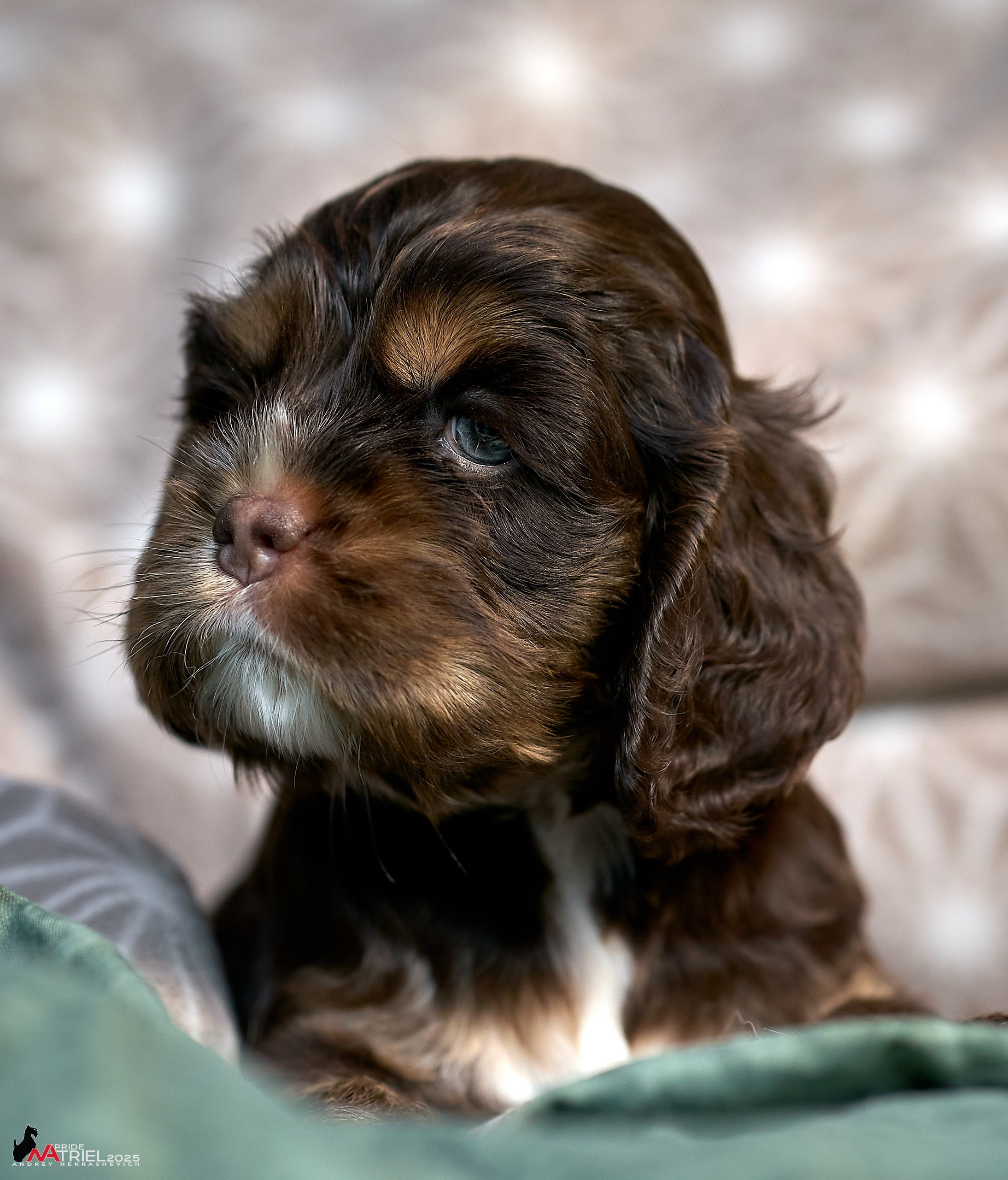 Щенки АмКокеров