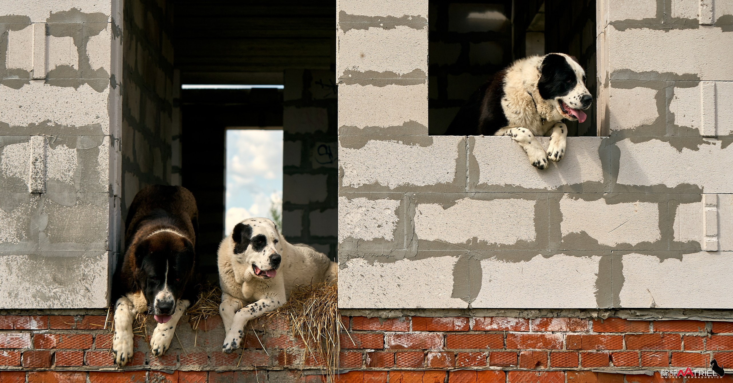 Съемка в питомнике