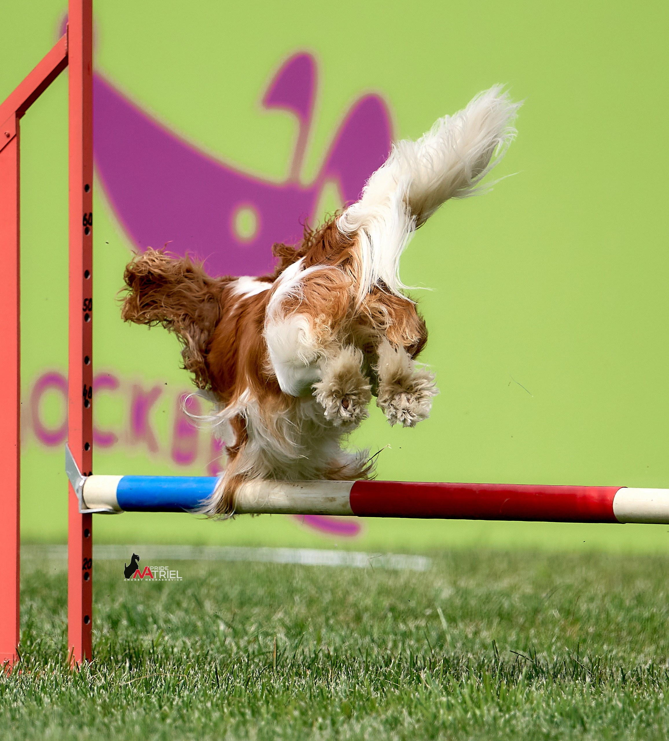 Аджилити — галерея NATRIEL