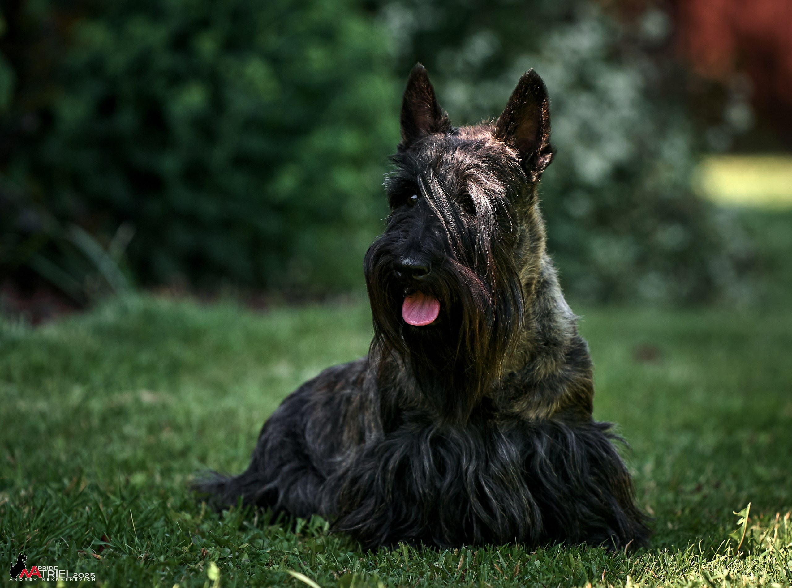 Алабаи и скотч-терьеры в питомнике у Ольги