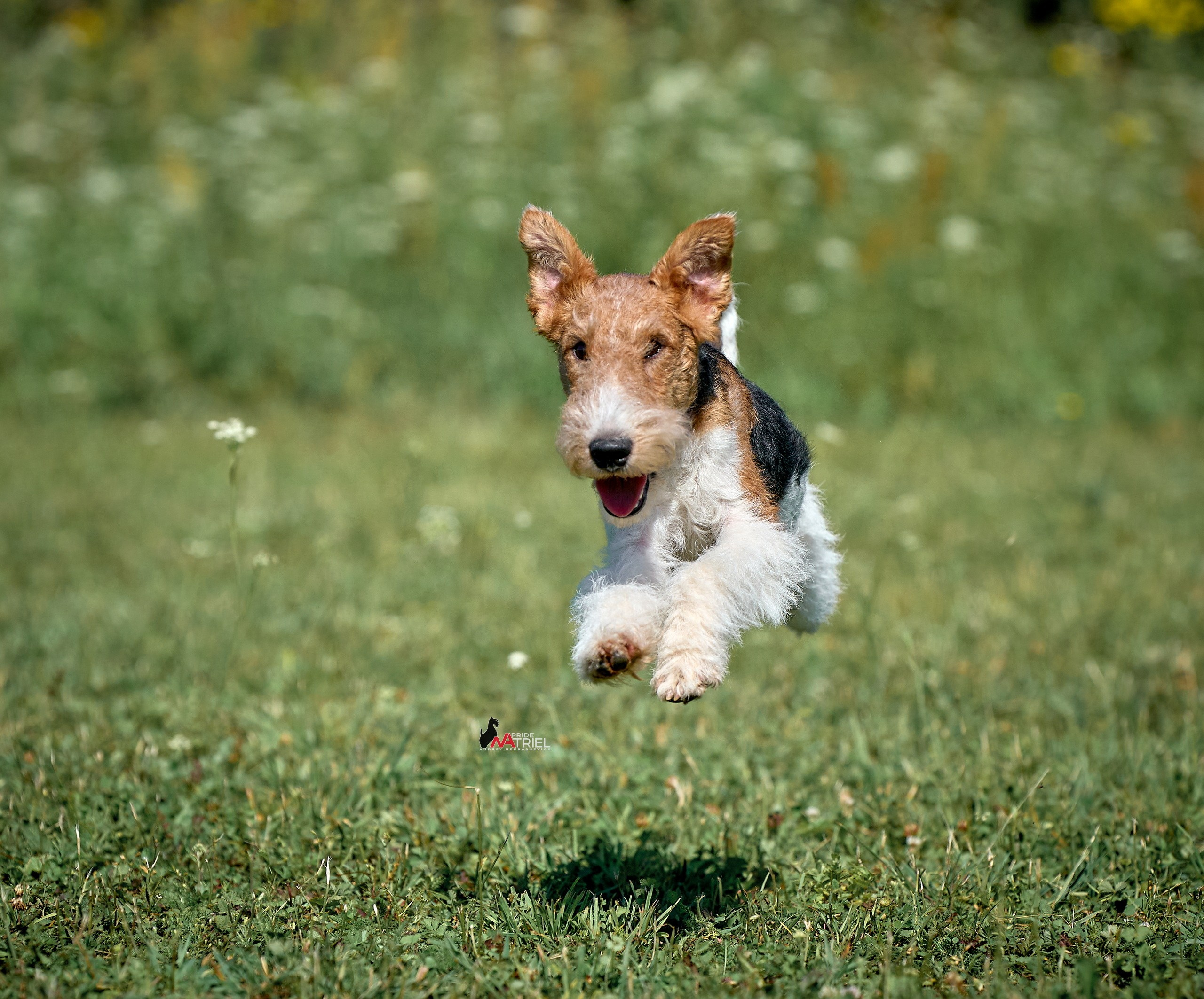 Обидиенс и танцы с собаками — галерея NATRIEL