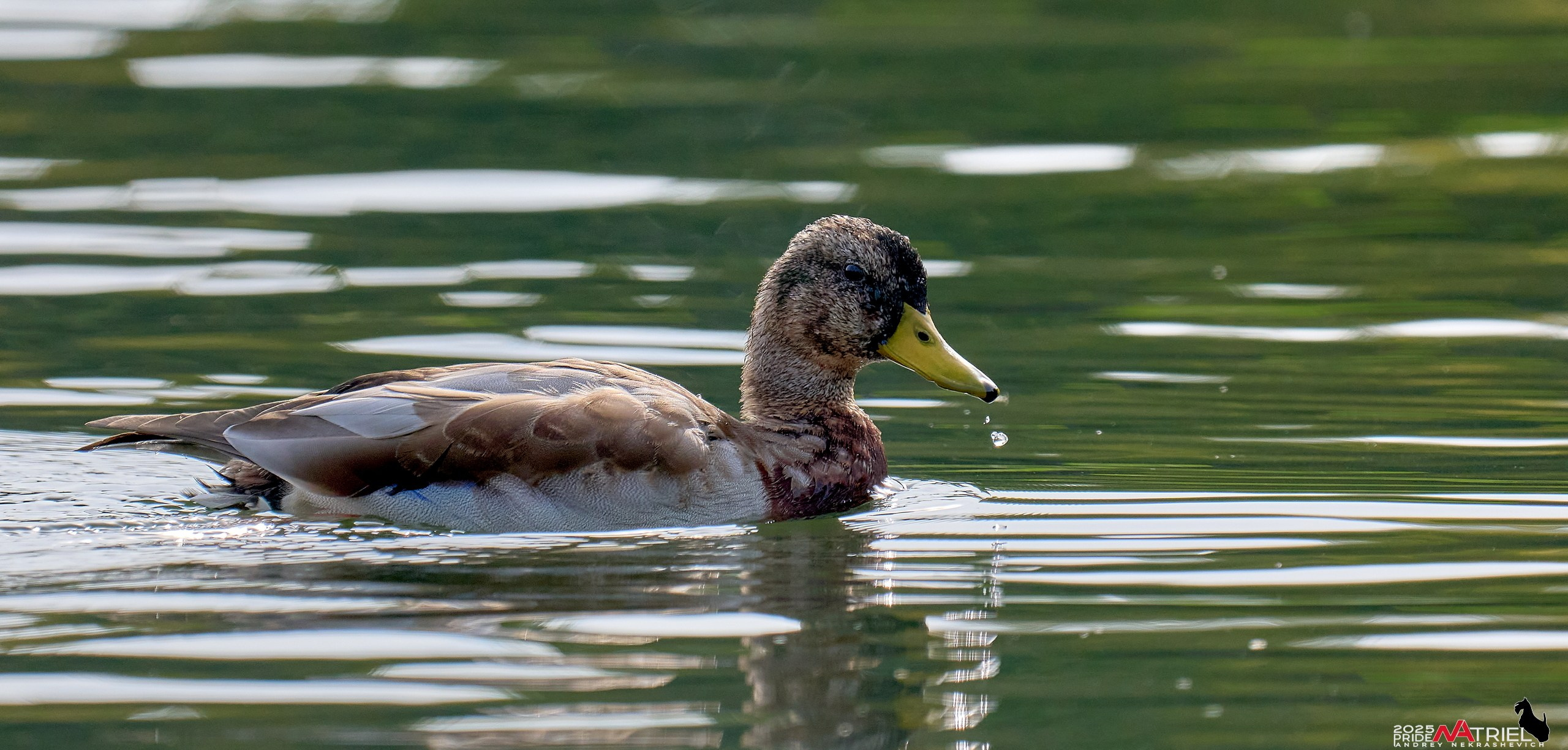 Съемка с объективом Sony 200-600 на камеру Sony A1m2