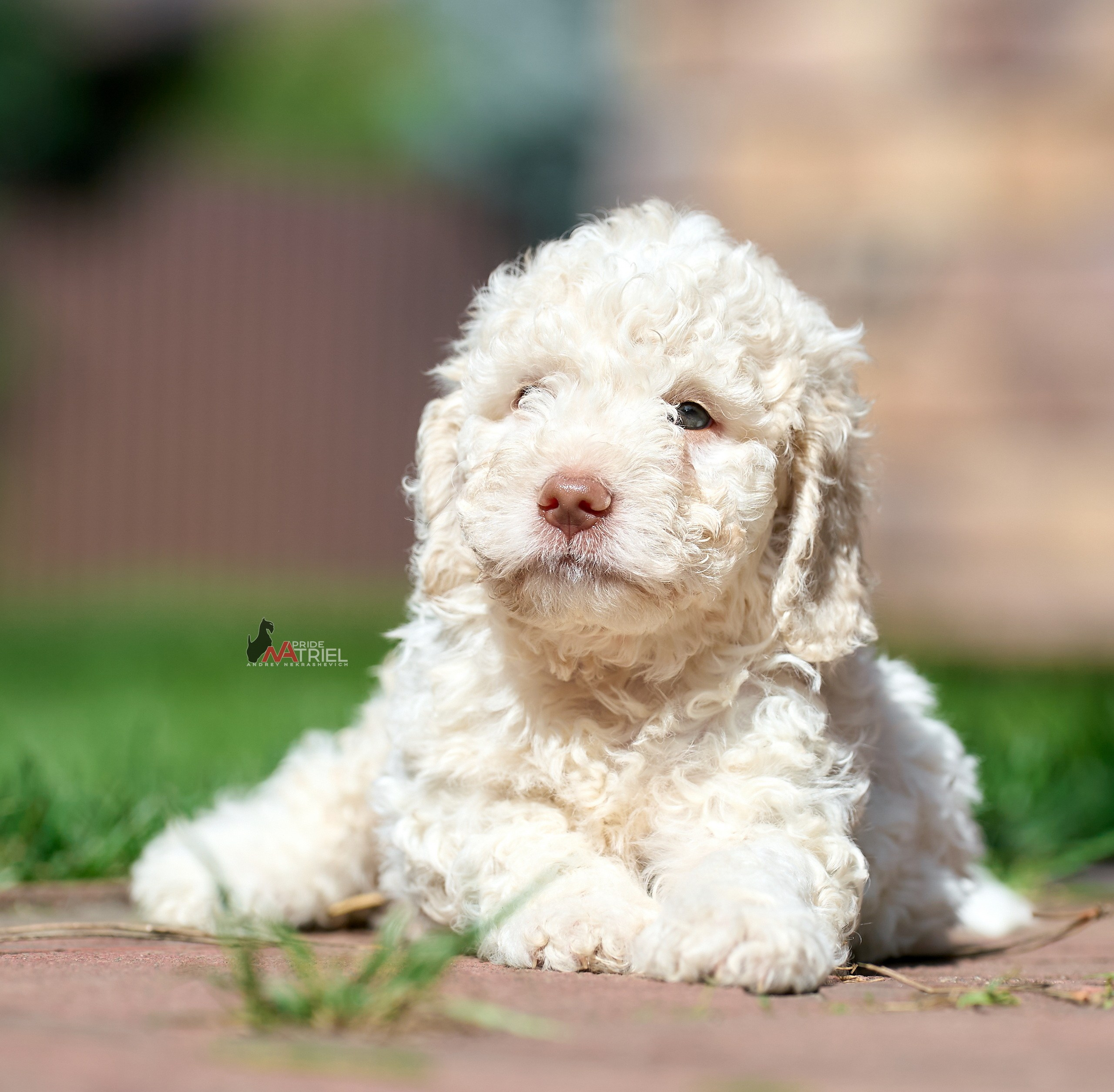 Щенки на прогулке — галерея NATRIEL