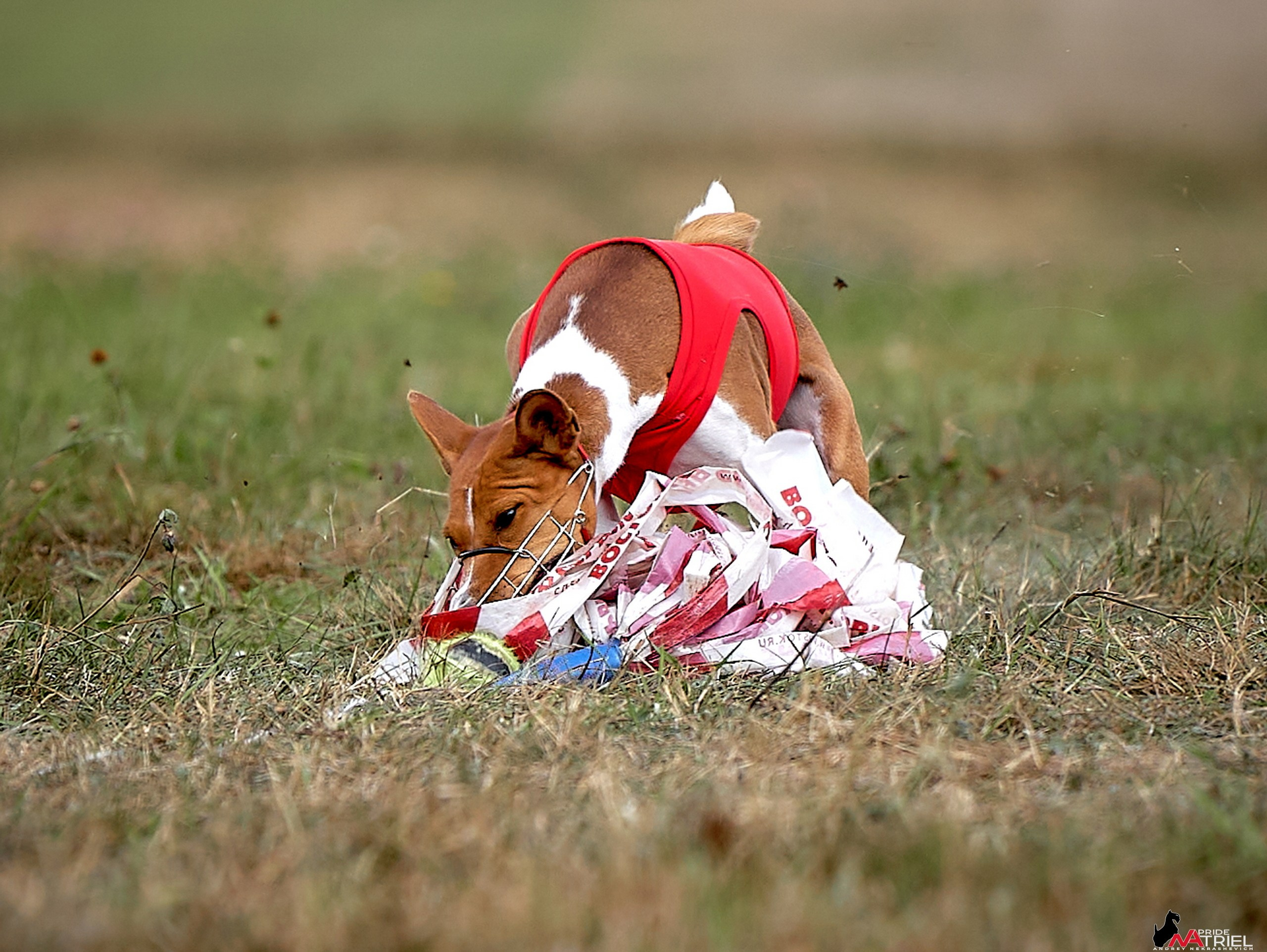Съемка курсинг — галерея NATRIEL