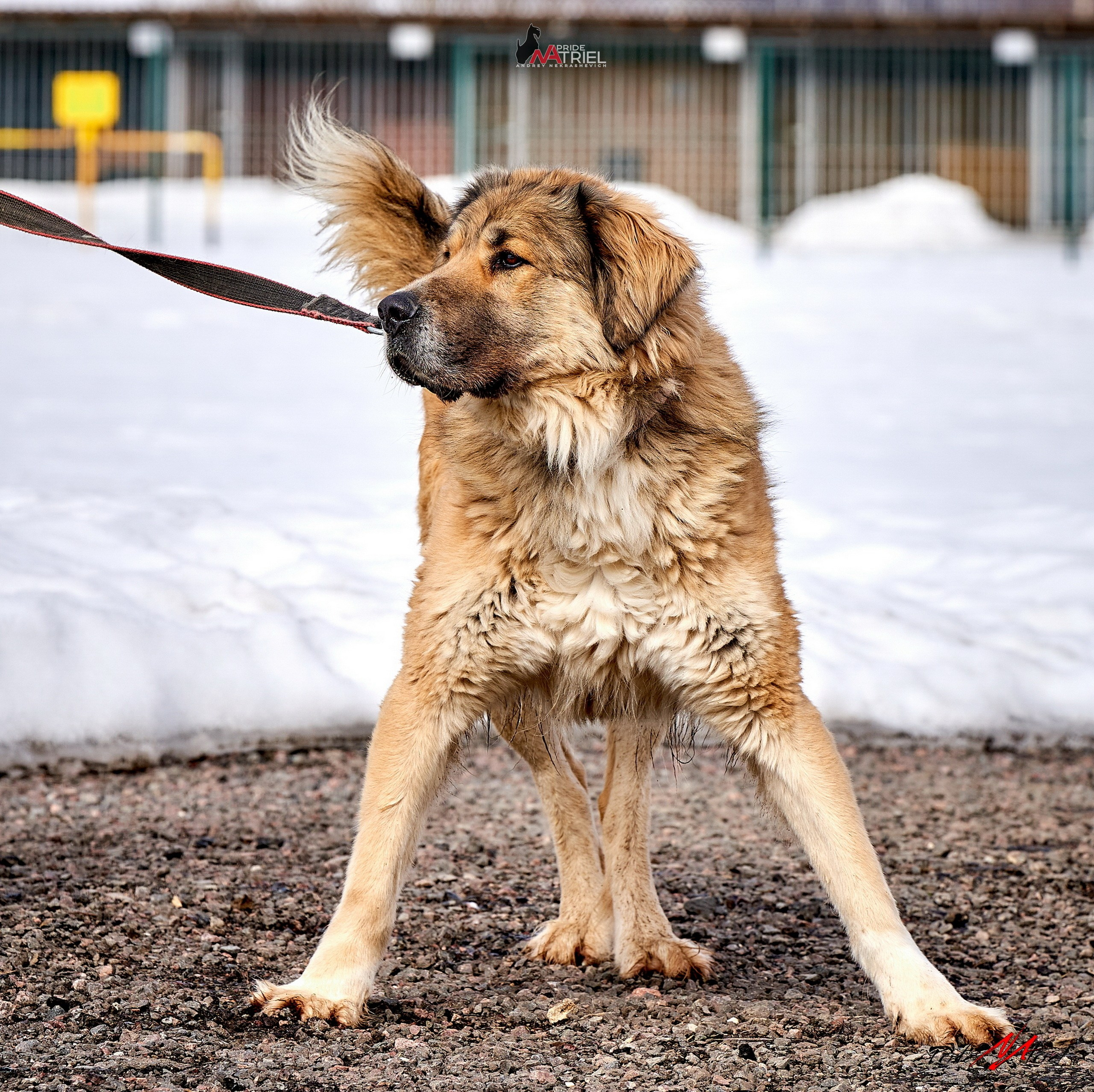 Портреты собак — галерея NATRIEL