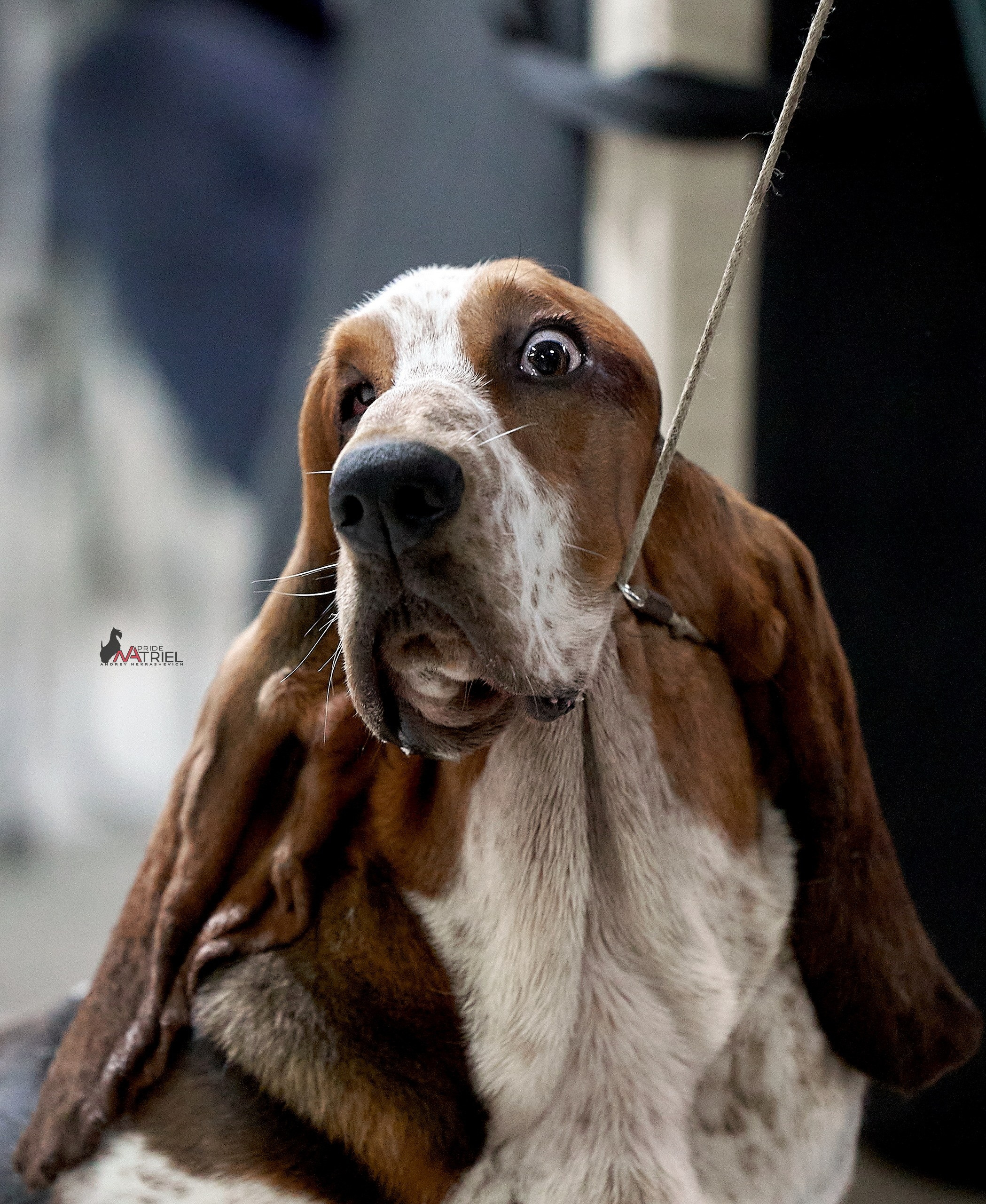 Картинки с выставки — галерея NATRIEL