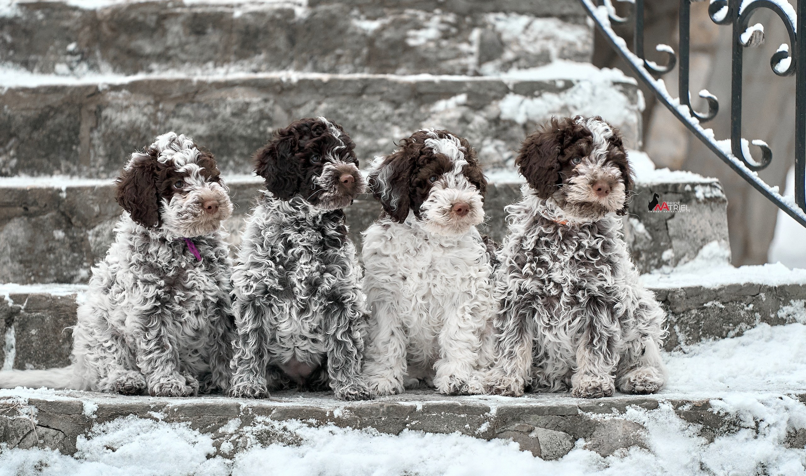 Щенки на прогулке — галерея NATRIEL