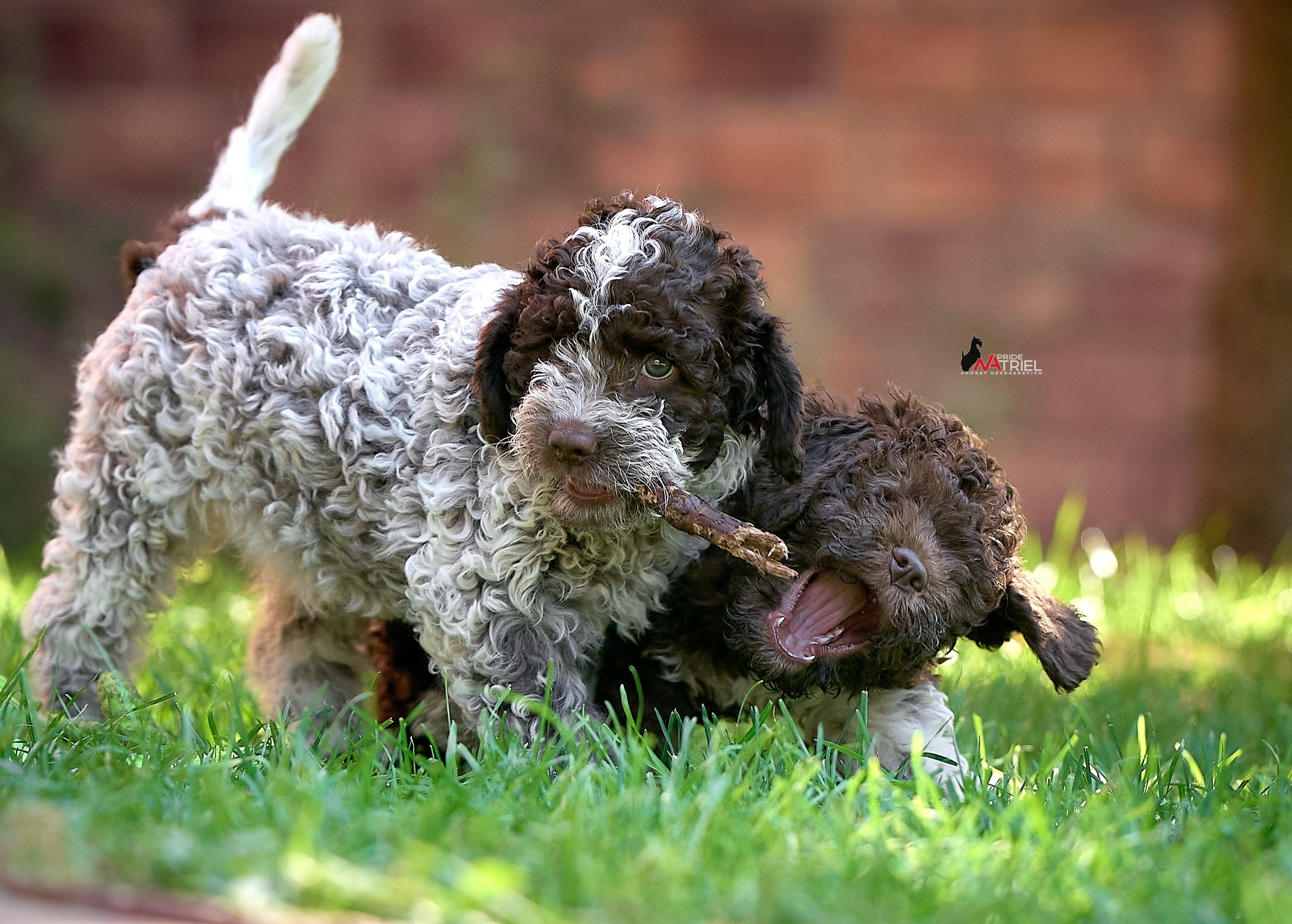 Щенки на прогулке — галерея NATRIEL