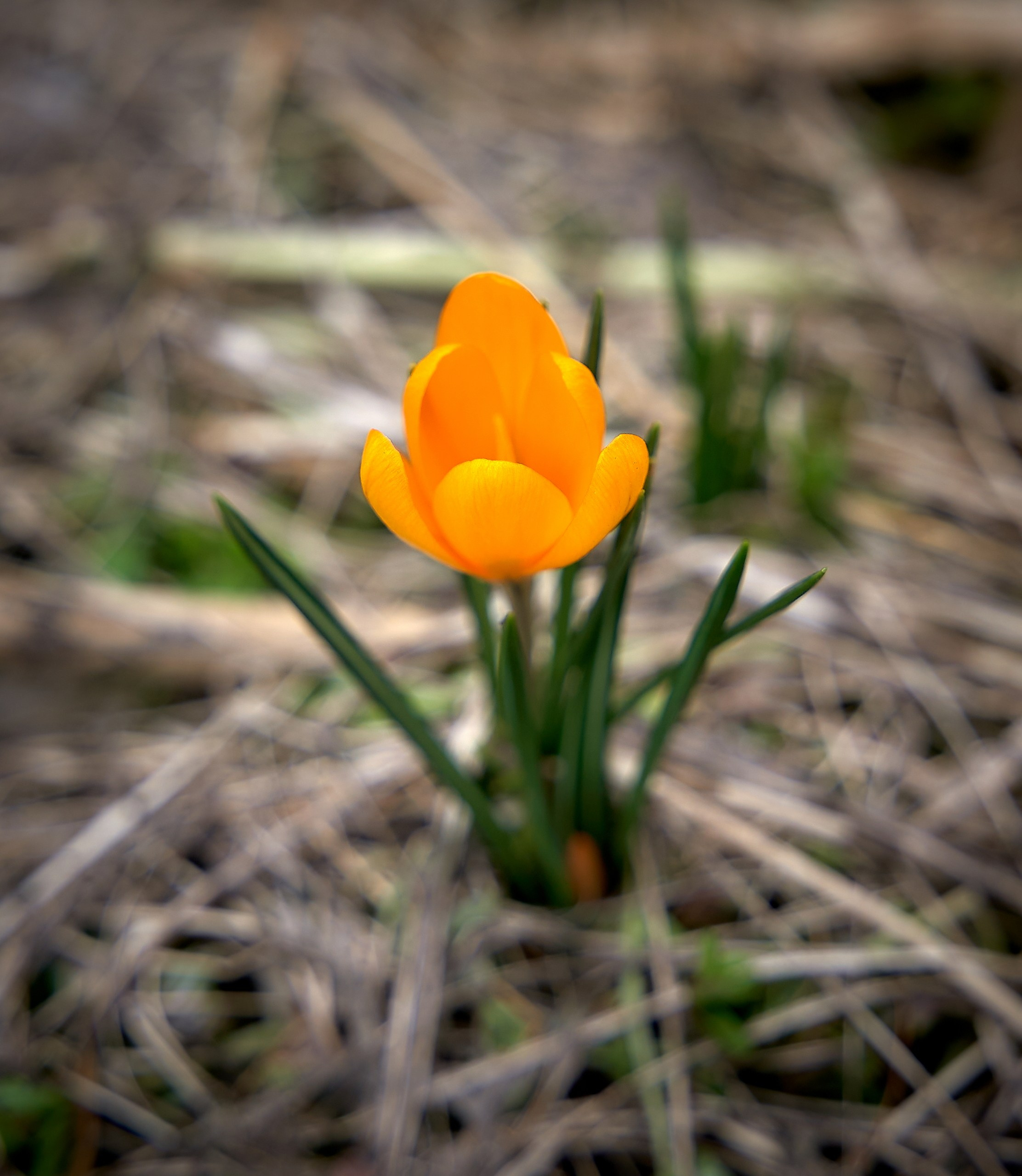 Лютики-цветочки — галерея NATRIEL