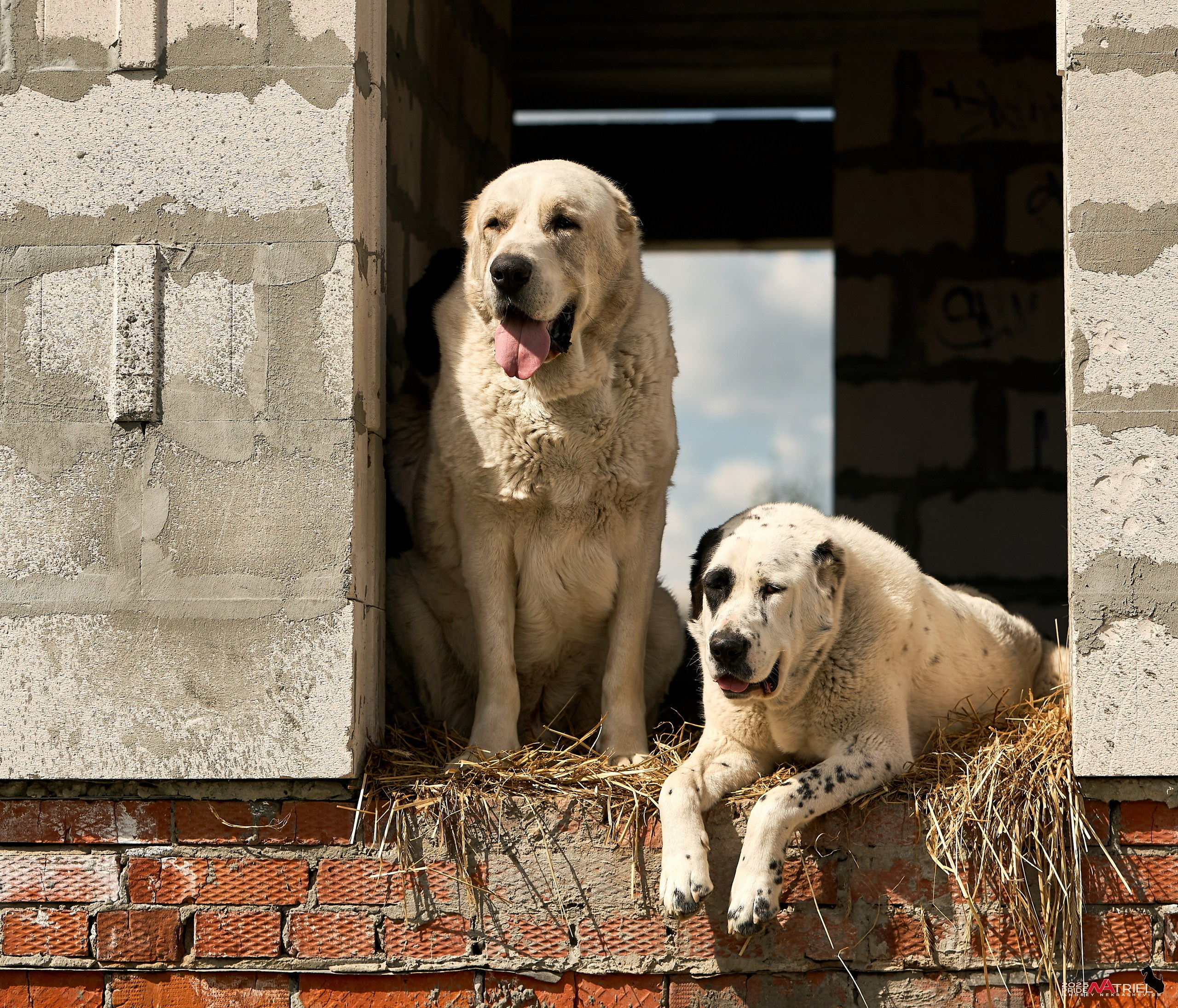 Съемка в питомнике