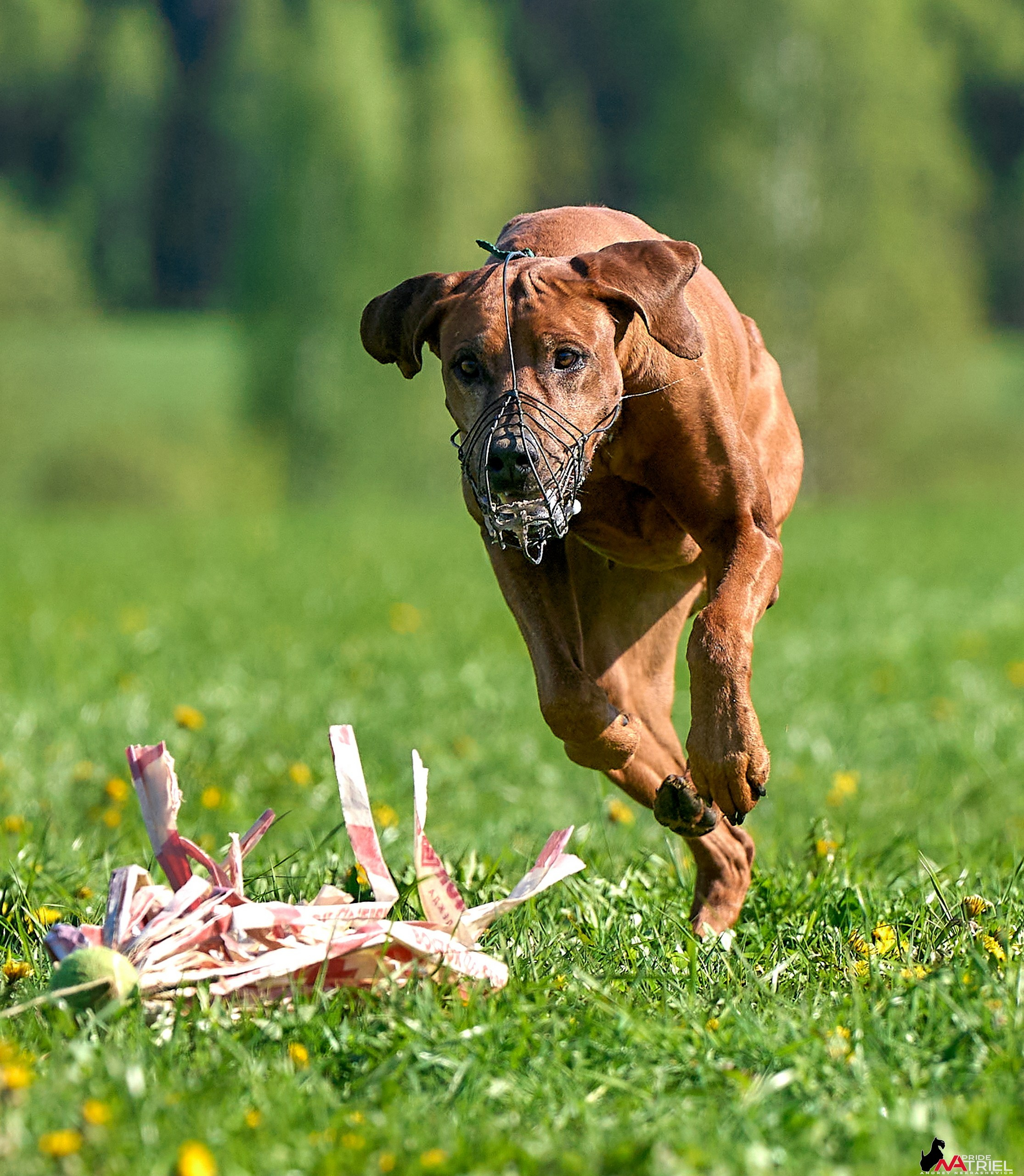 Съемка курсинг — галерея NATRIEL