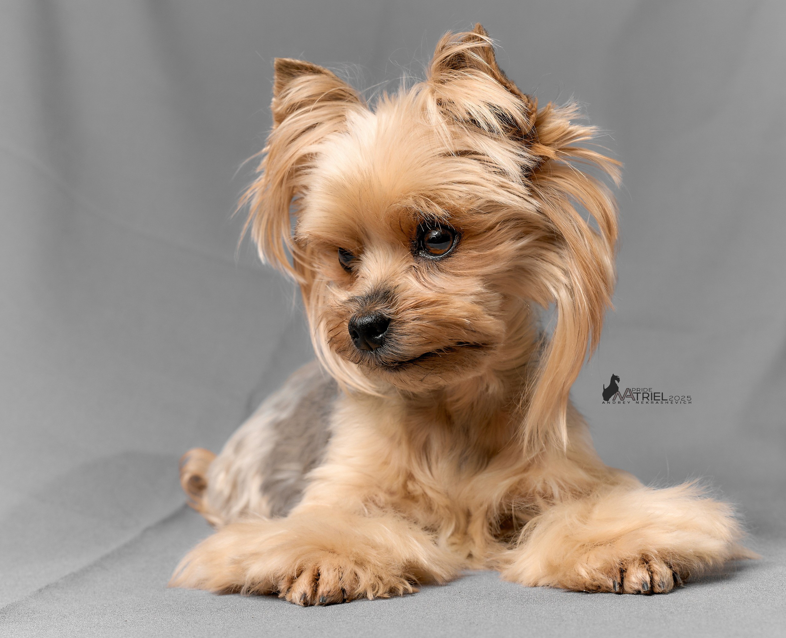 Съемка моих собак с мобильным светом