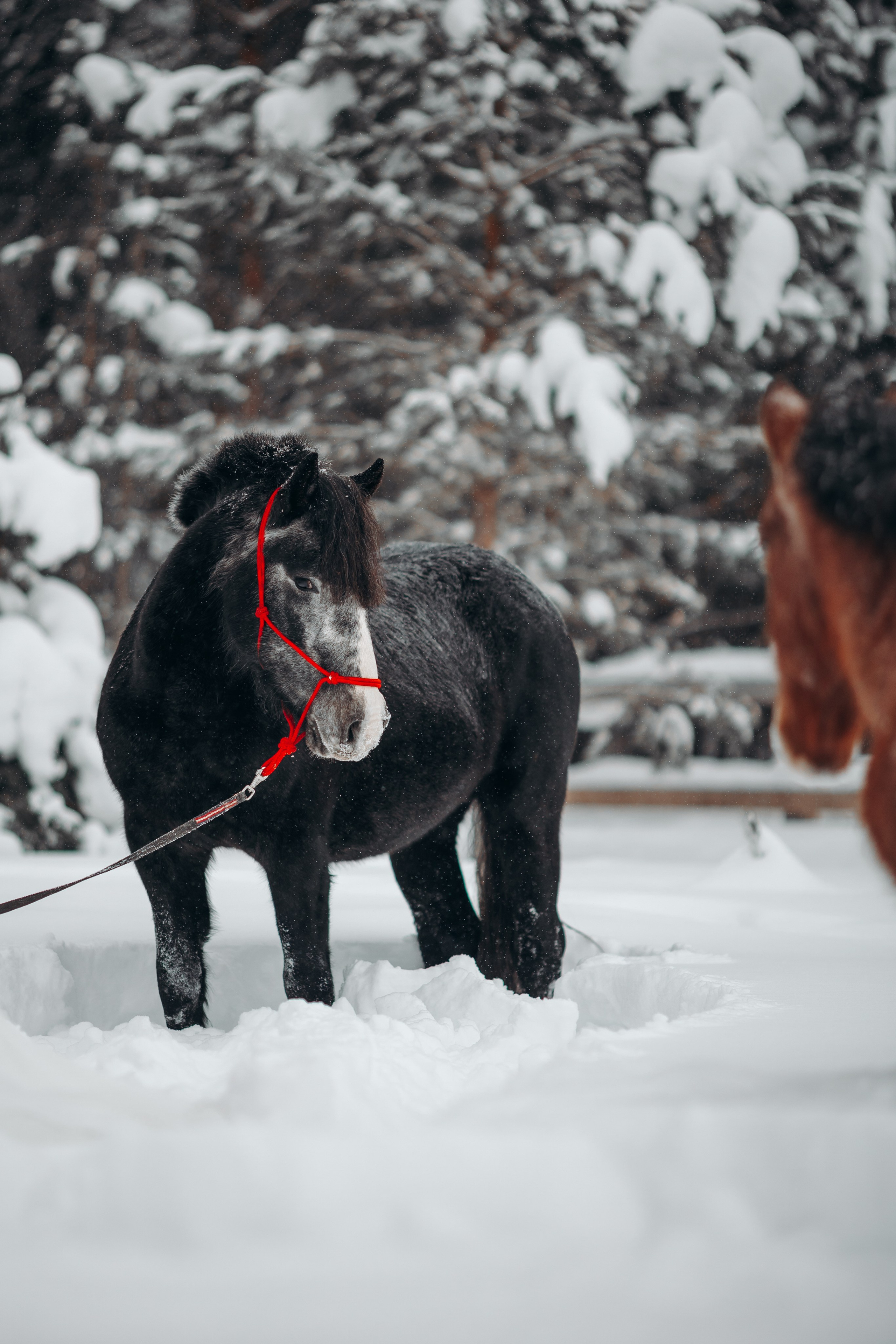 Яблоки на снегу. Анна Молчанова конный фотограф в Тюмени | фотосессии с лошадьми Тюмень