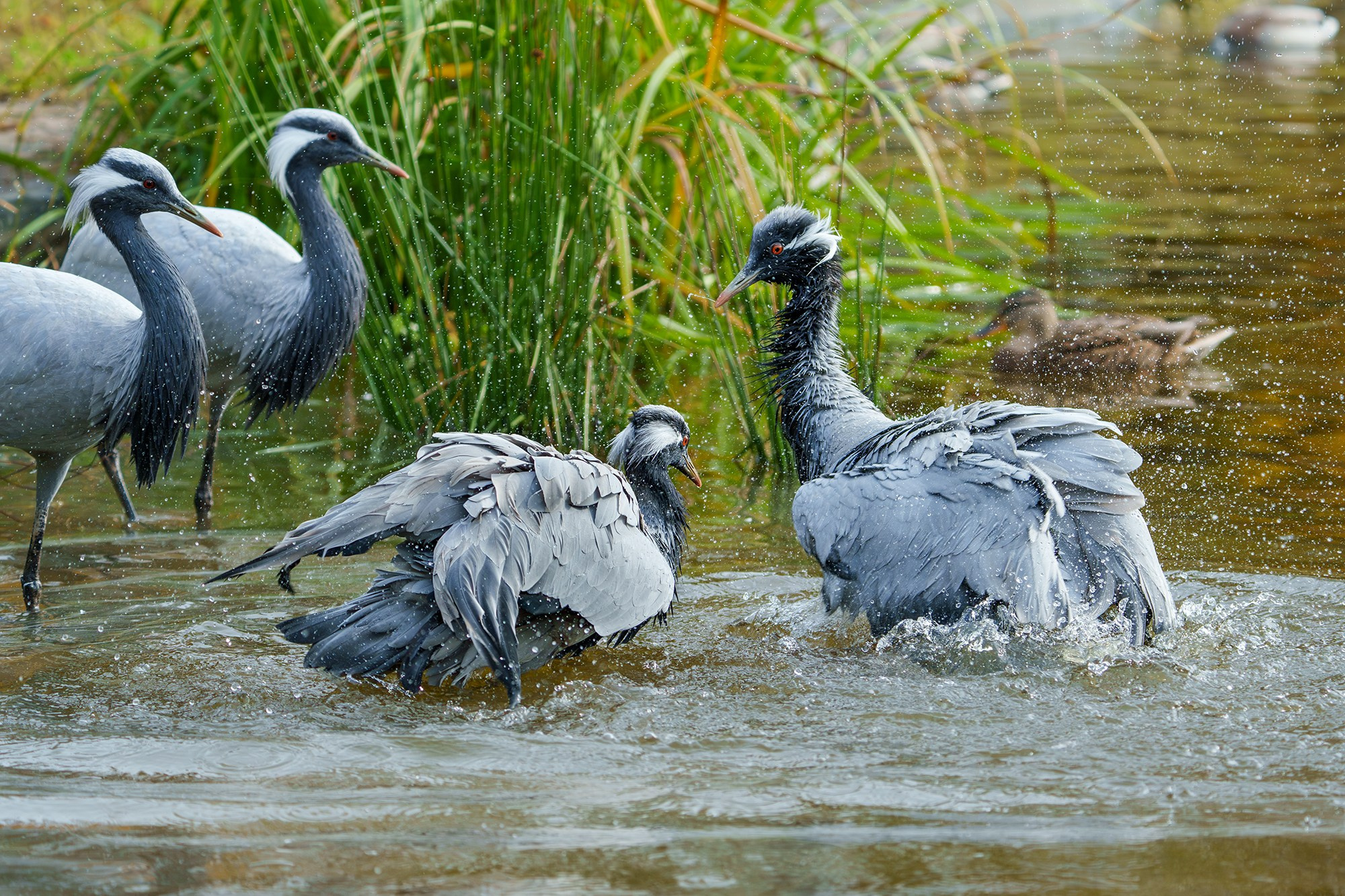 Удивительные мир птиц. Вокруг нас столько прекрасного — присмотритесь!. Ваш личный фотограф Марина Волкова