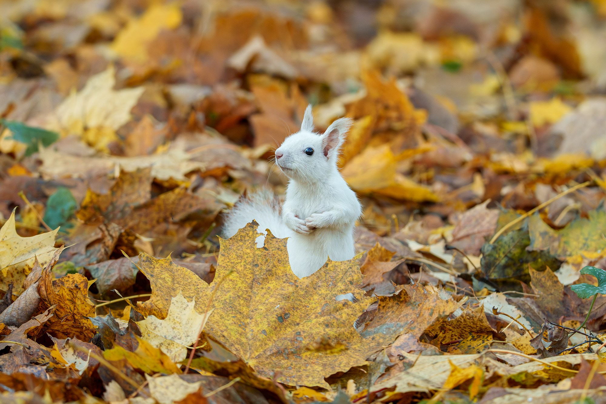 Животные. Ваш личный фотограф Марина Волкова