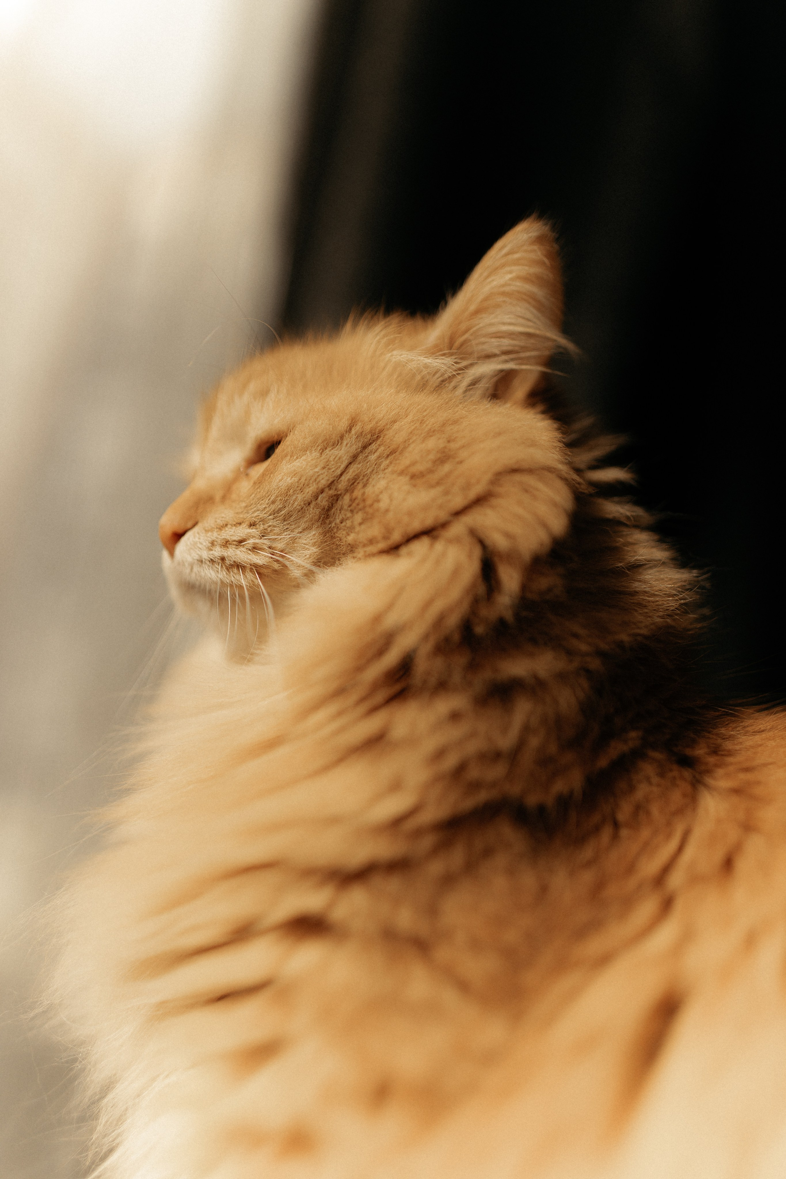 Алиса. DARYA.BELKINA