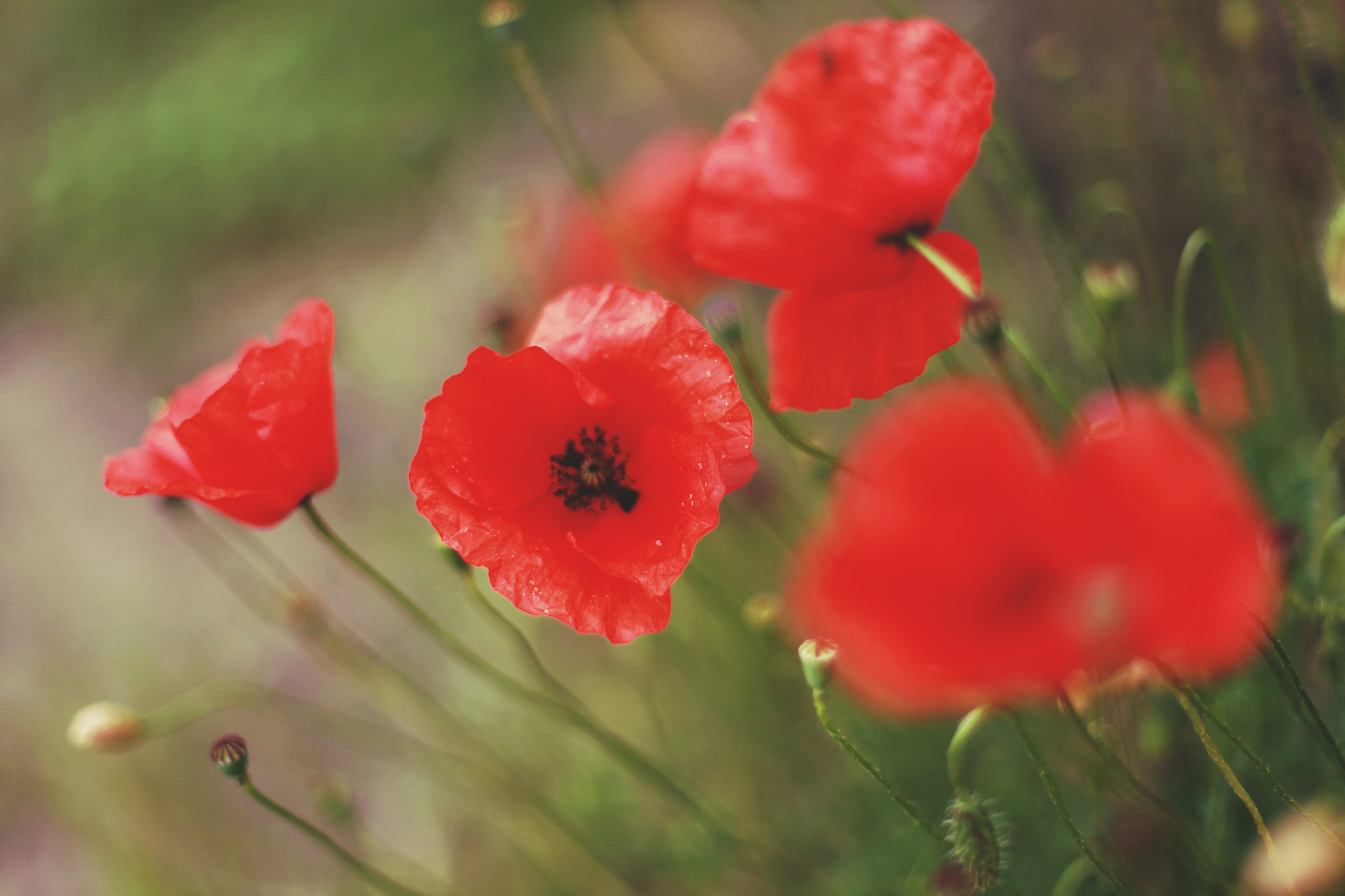 Болгария. Аня Степанова