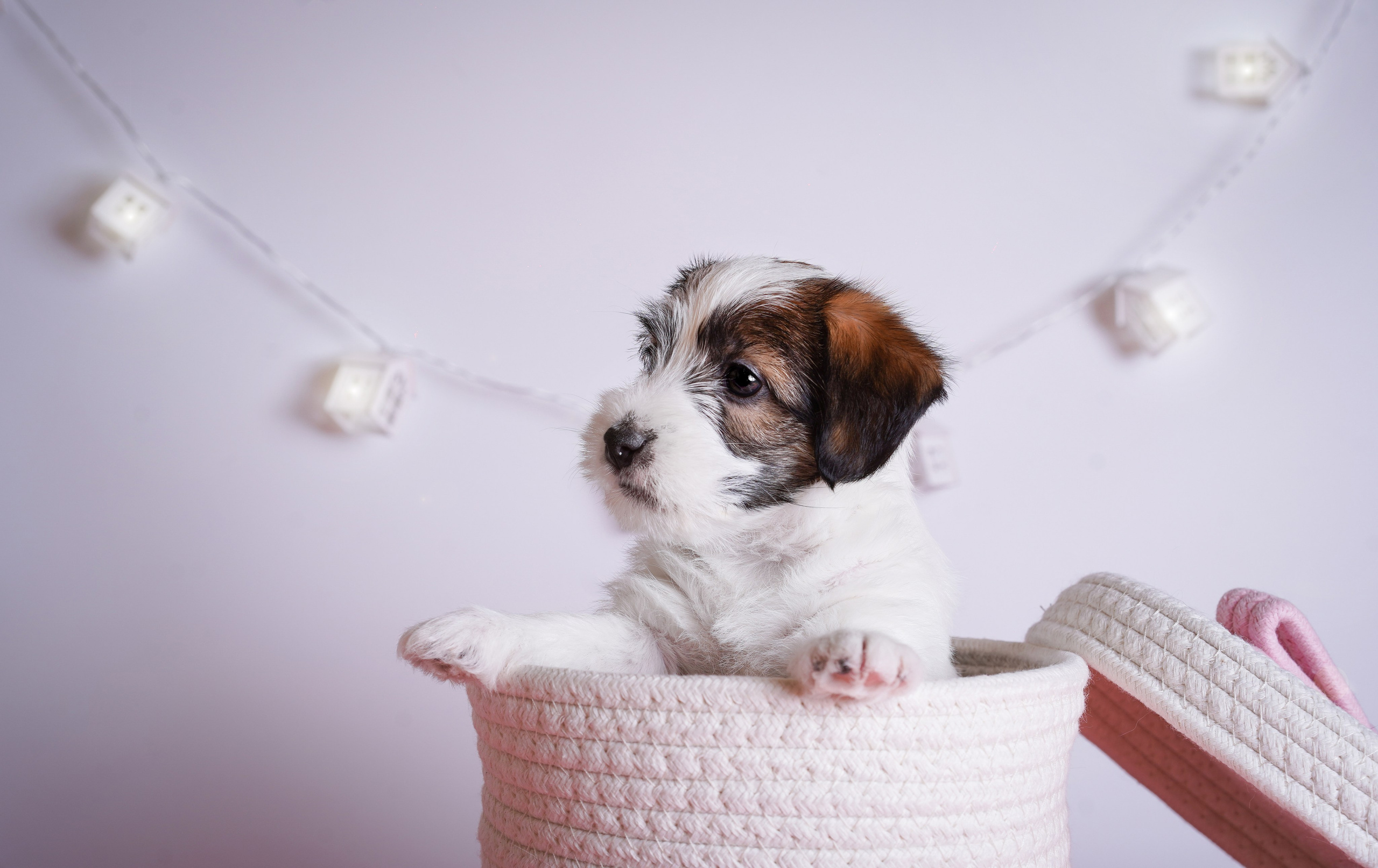 Щенки джек-рассела. Фотограф-анималист в Санкт-Петербурге Яна Мартынова