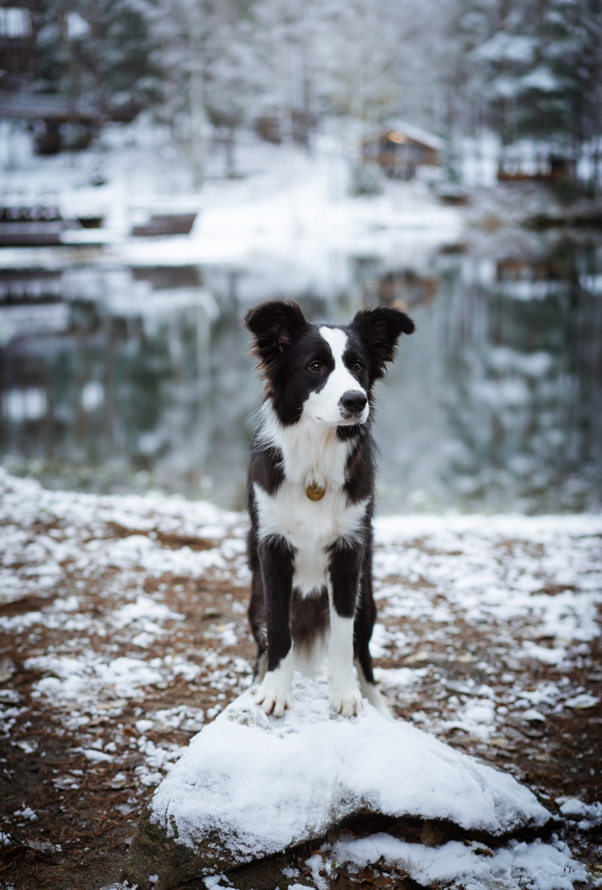 Юлия и Груша. Фотограф-анималист в Санкт-Петербурге Яна Мартынова