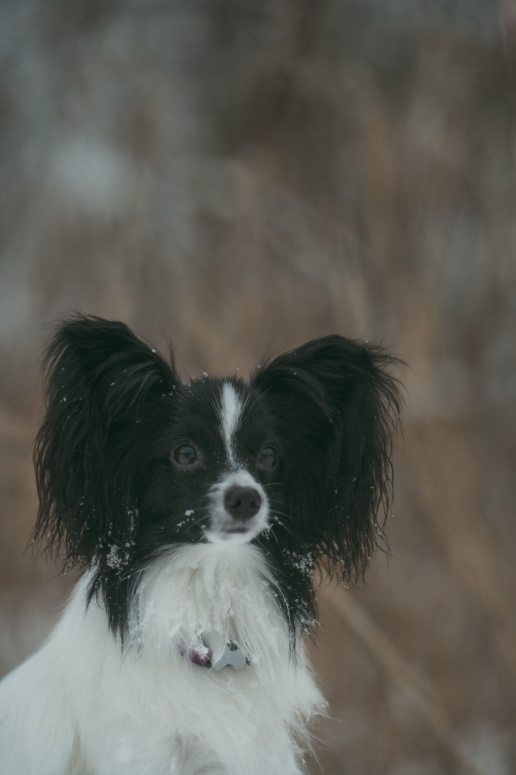 Альбина и Амелия. Фотограф анималист в Москве и Санкт-Петербурге Свиридова Анна