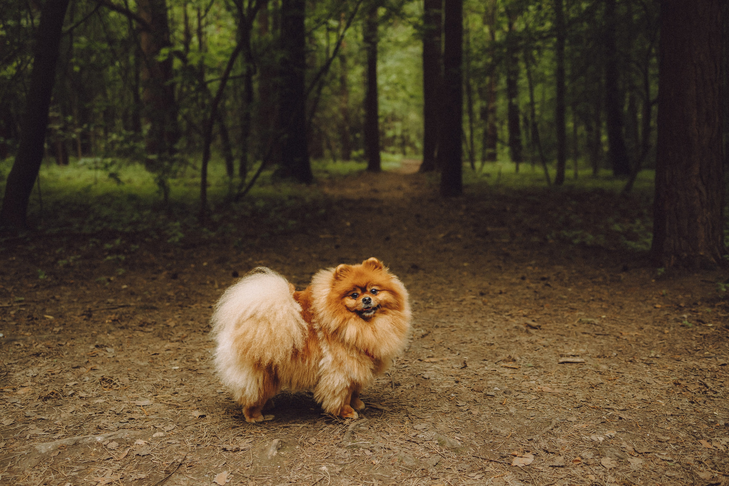 Лорик и его семья