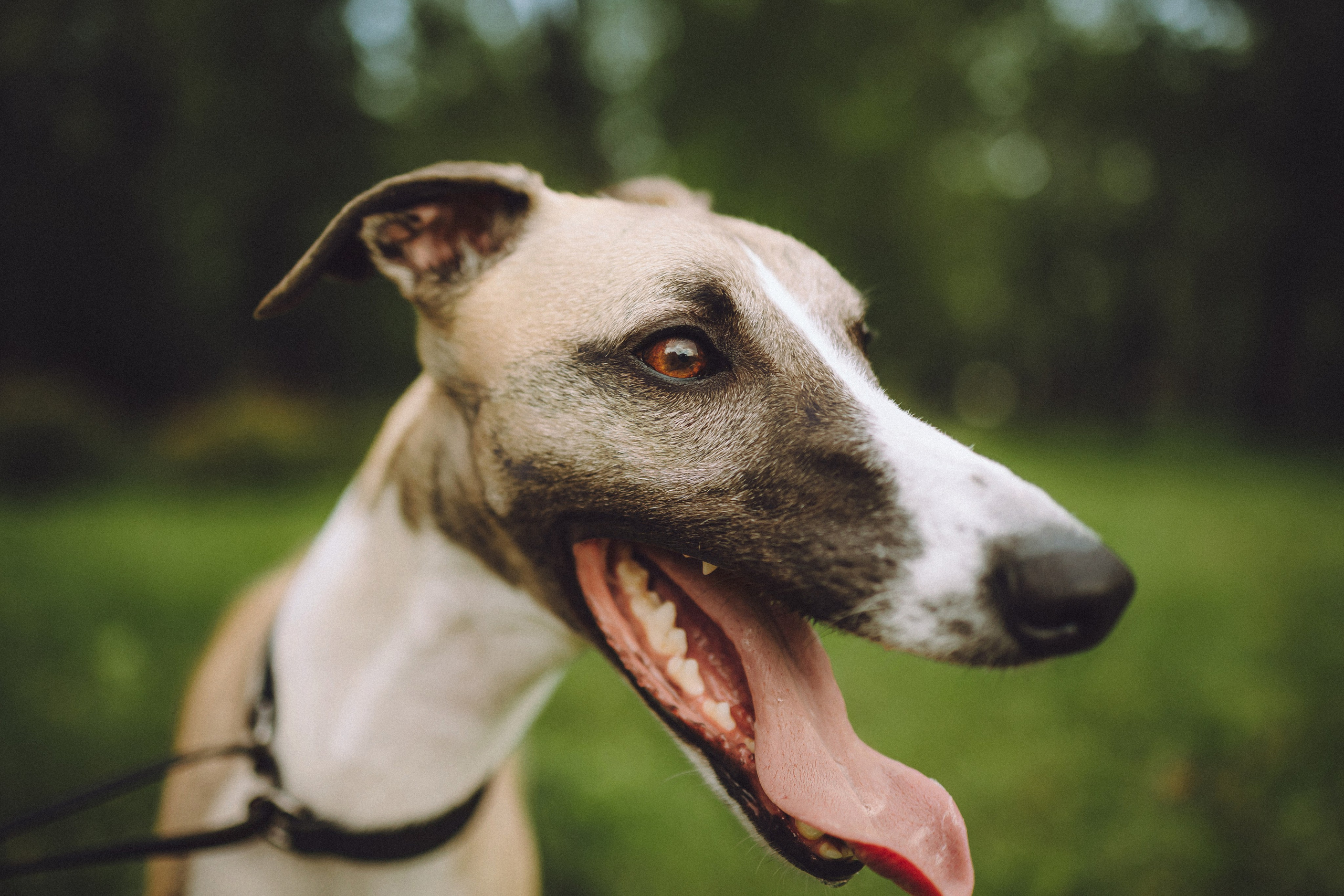 Ирина, Илья и Рик