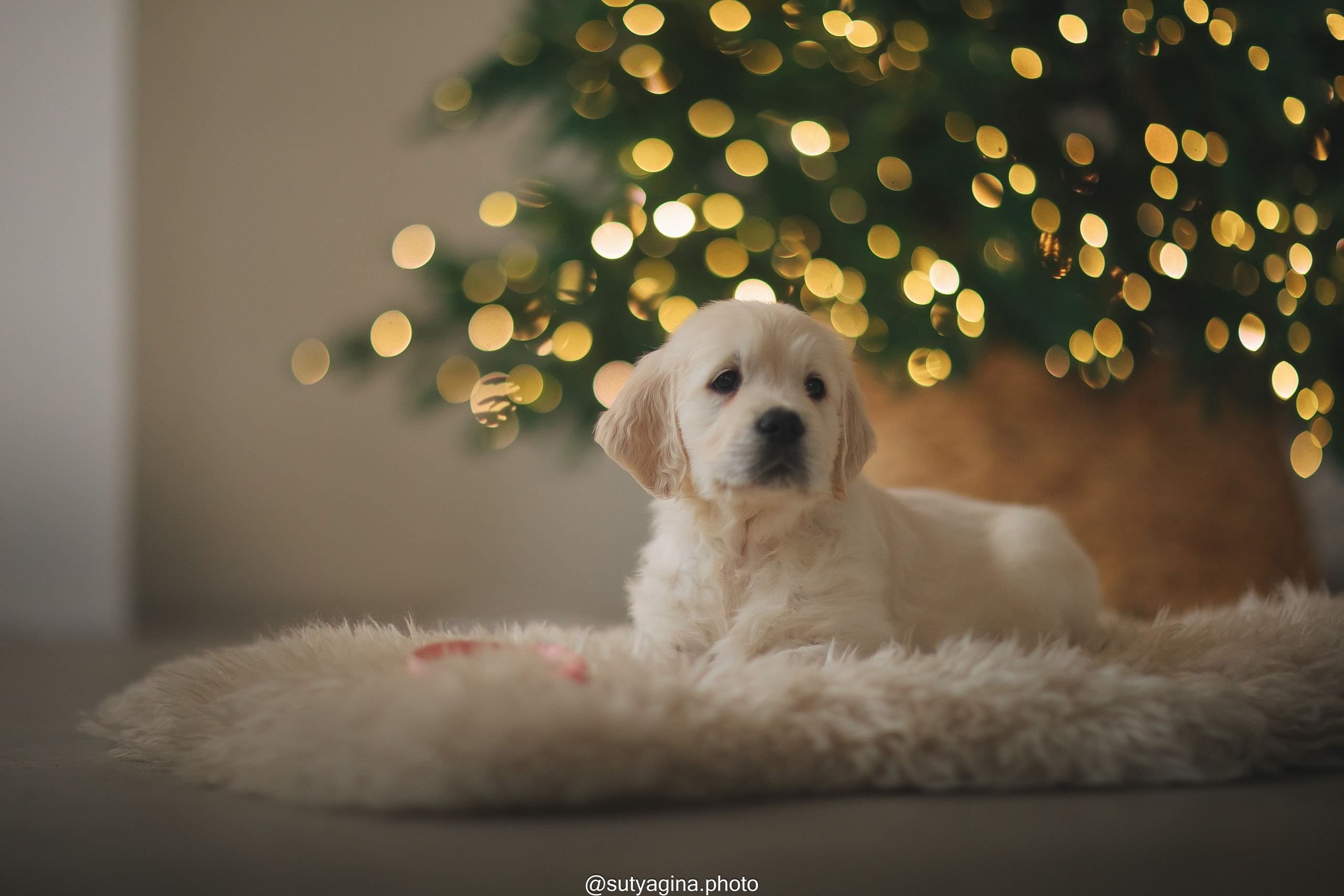 Белая лента. Свадебный и женский фотограф