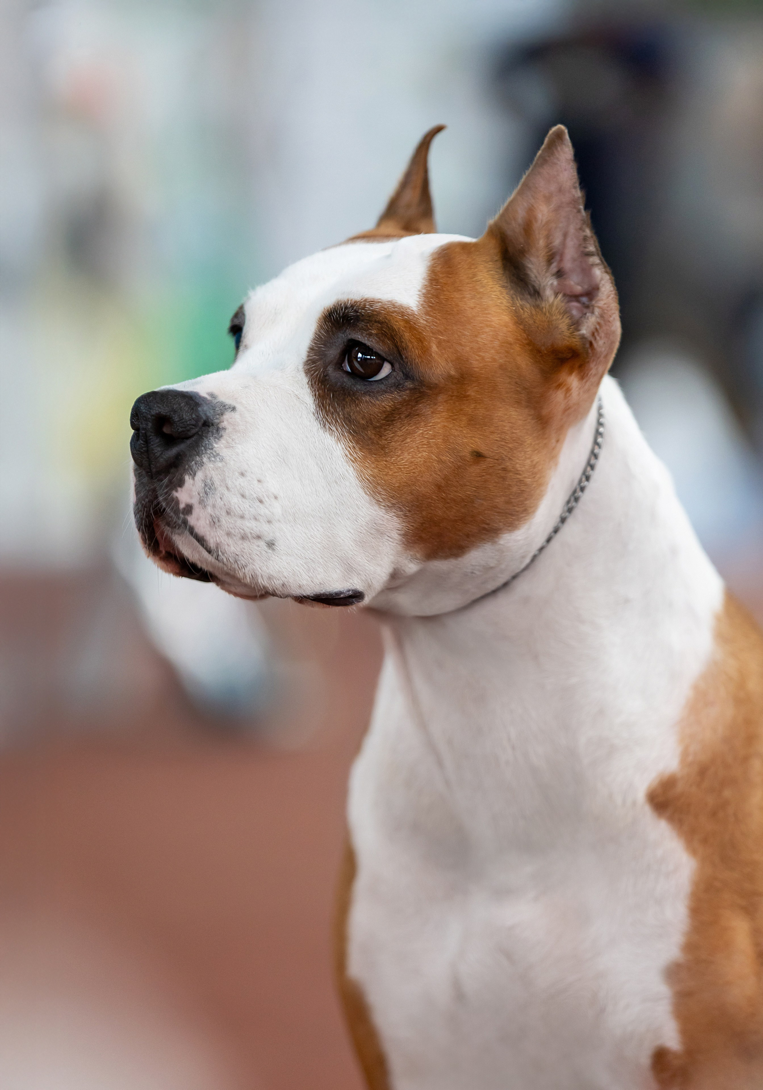 Съемка на выставках. Фотограф-анималист в Санкт-Петербурге — Юлия Чайкина