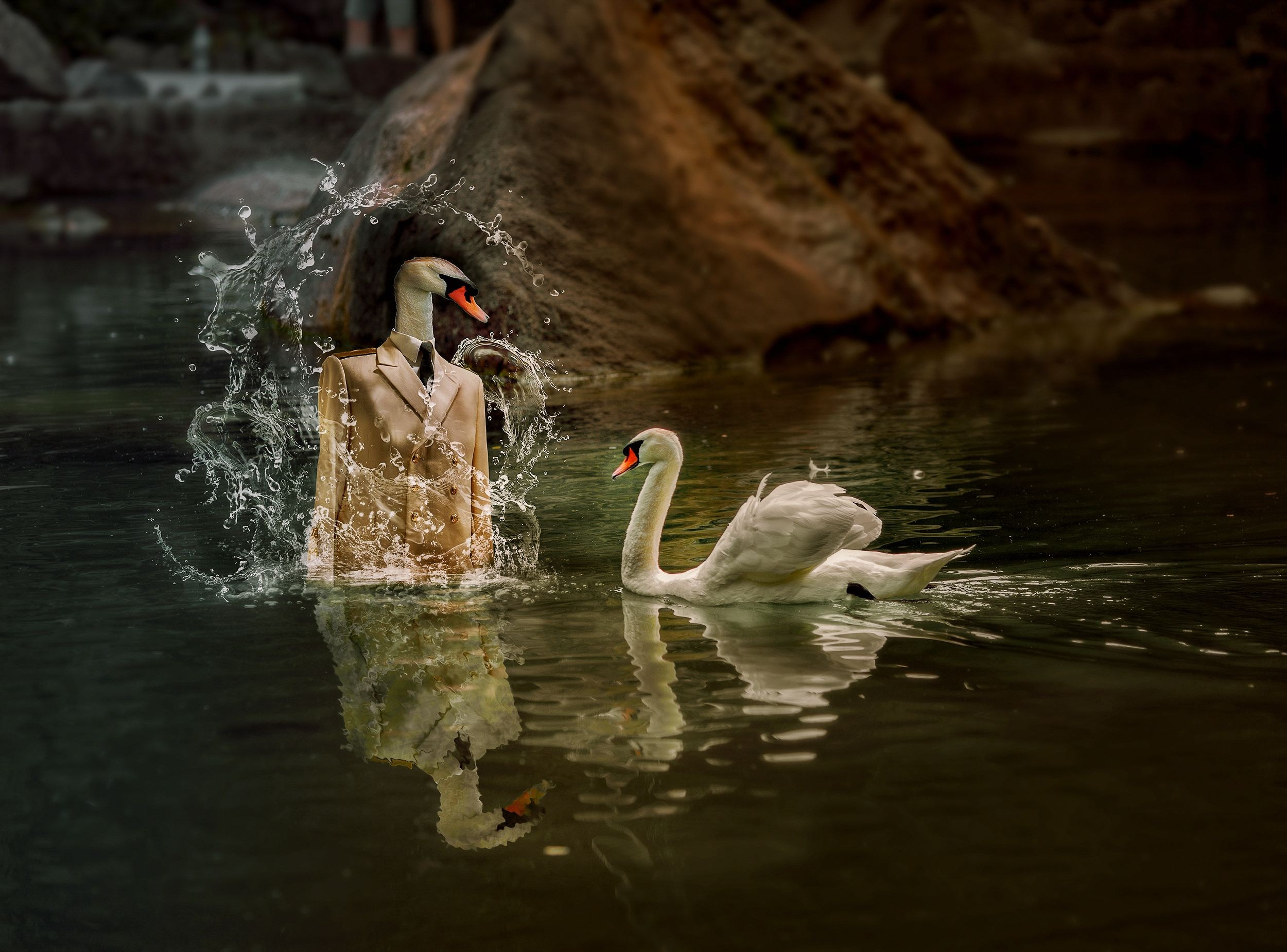 Лебединая верность. Медиапродюсер, фотограф в Минеральных Водах —Виктор Холодов