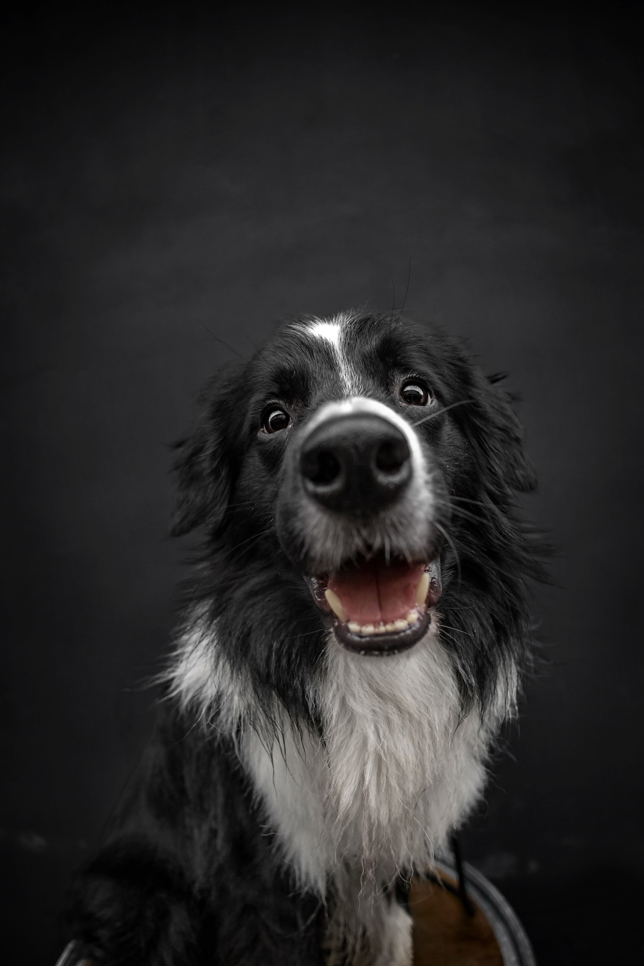 Мария и Пампкин. Https://moshkovaphoto.ru/