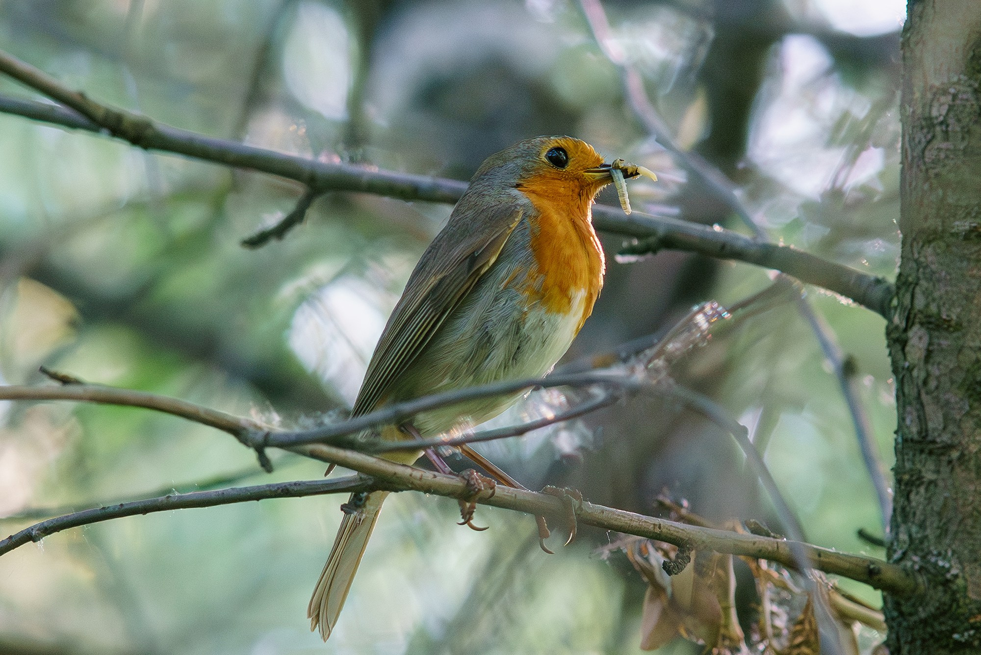 Удивительные мир птиц. Вокруг нас столько прекрасного — присмотритесь!. Ваш личный фотограф Марина Волкова