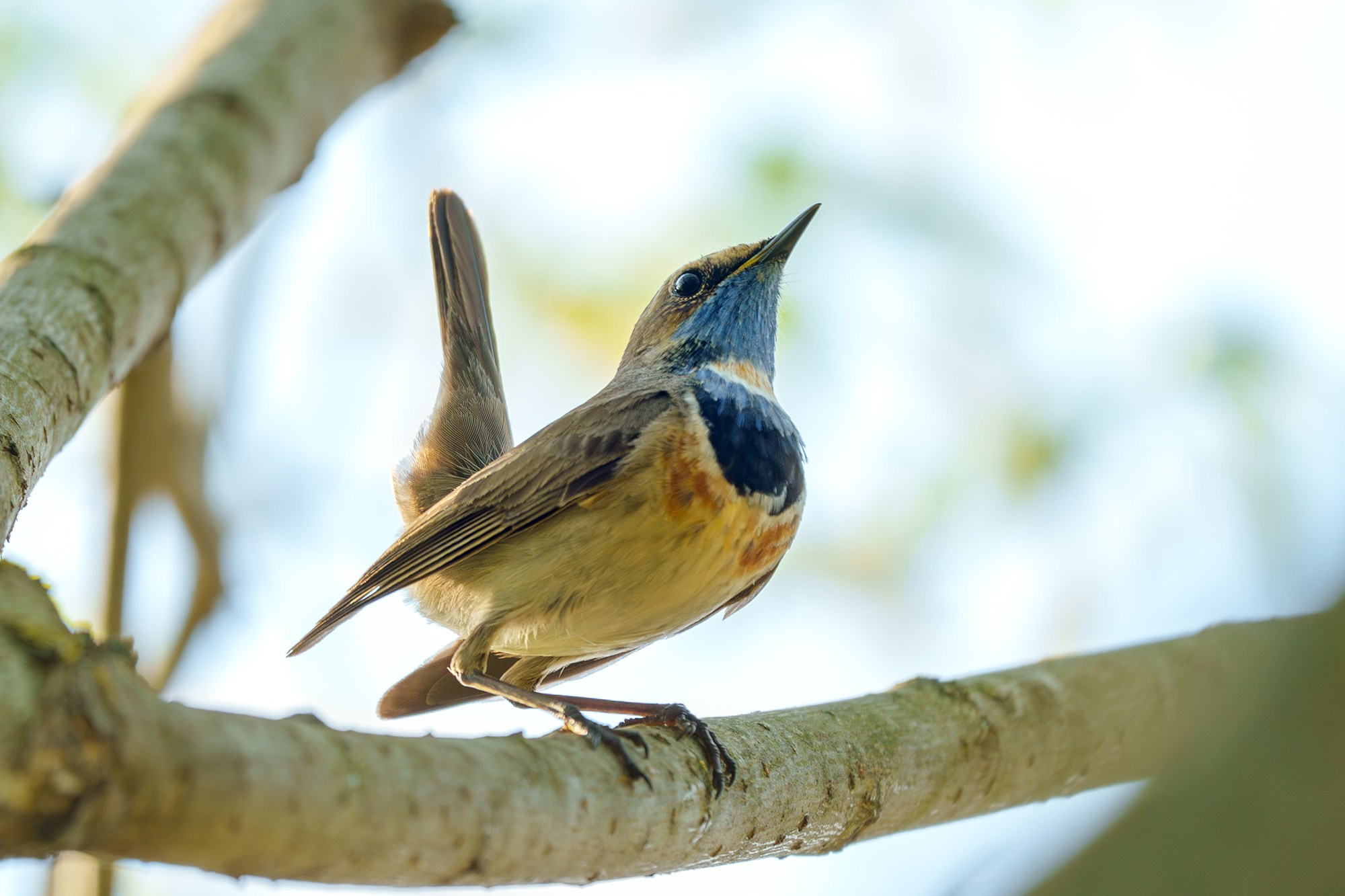 Удивительные мир птиц. Вокруг нас столько прекрасного — присмотритесь!. Ваш личный фотограф Марина Волкова