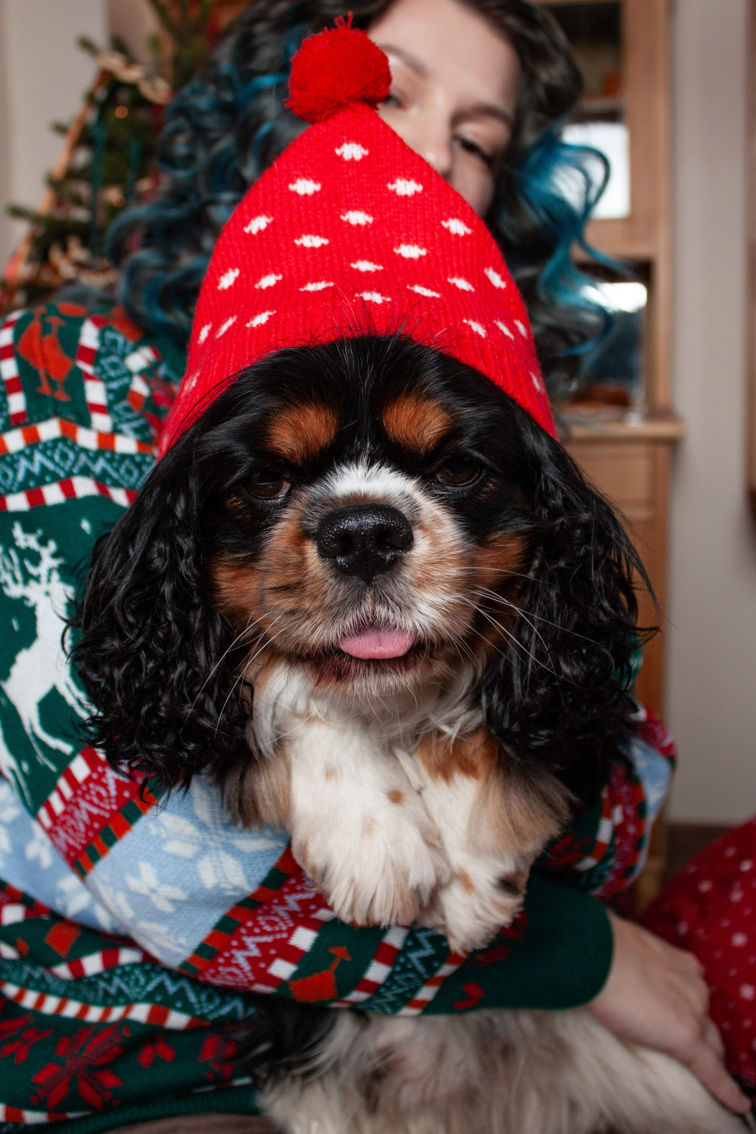 Новогодние собаки. Фотограф в Санкт-Петербурге Рейдер Дарья