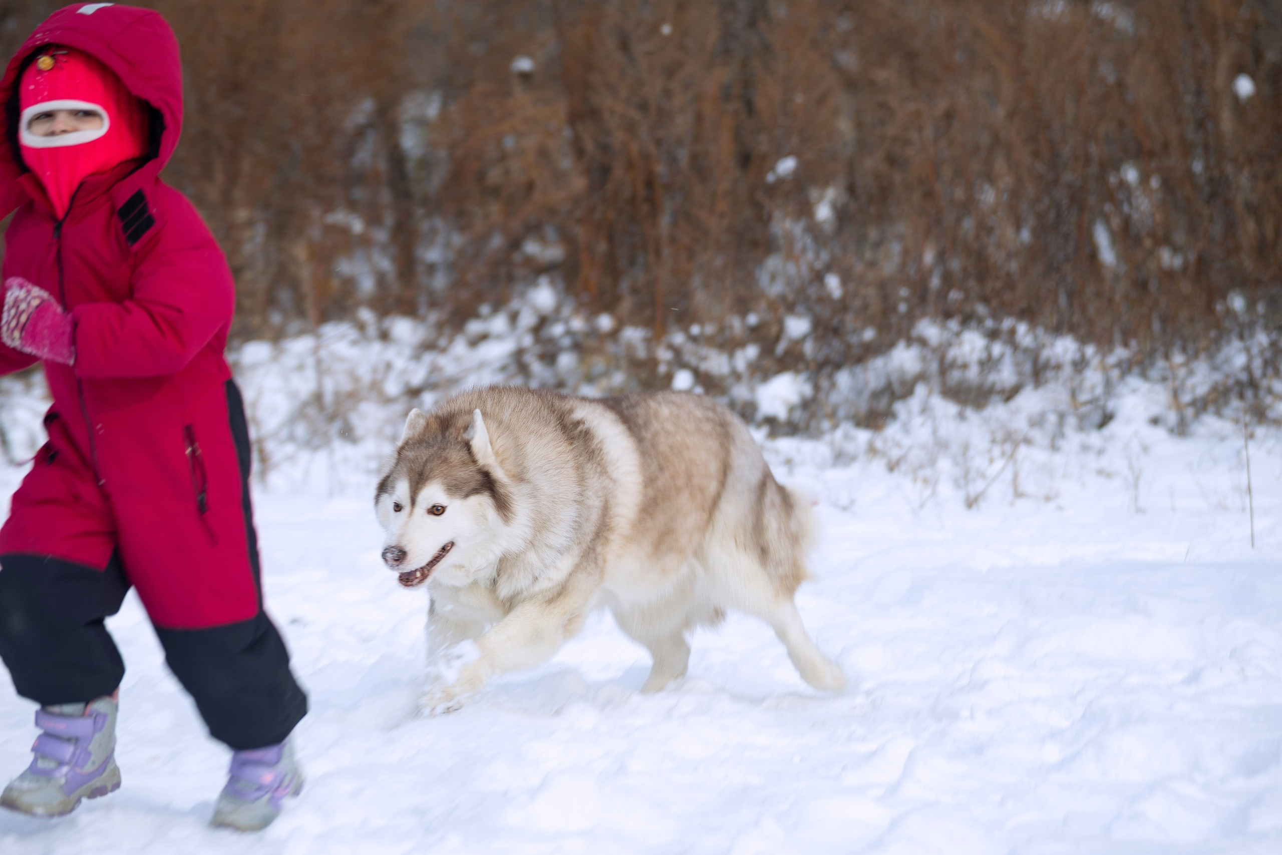 Люди и питомцы. Slavilada-Лапки. Свет. Любовь… Профессиональная фотосессия питомцев Для памяти, пристройства и продажи. Хабаровск