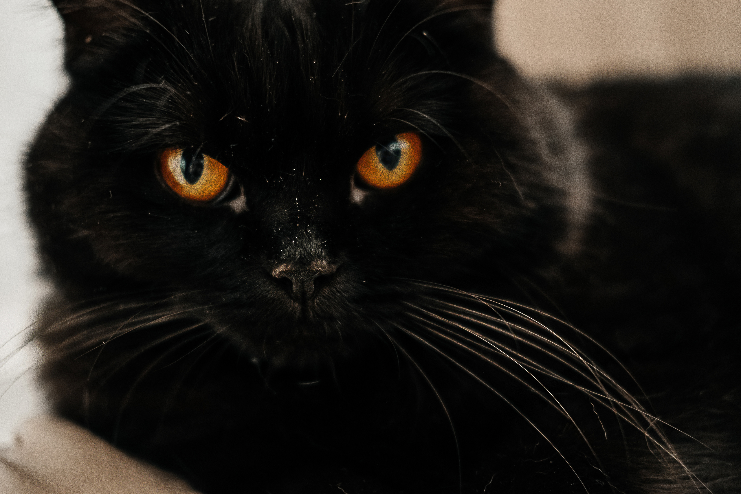 Платон. Семейный и свадебный фотограф Новосибирск