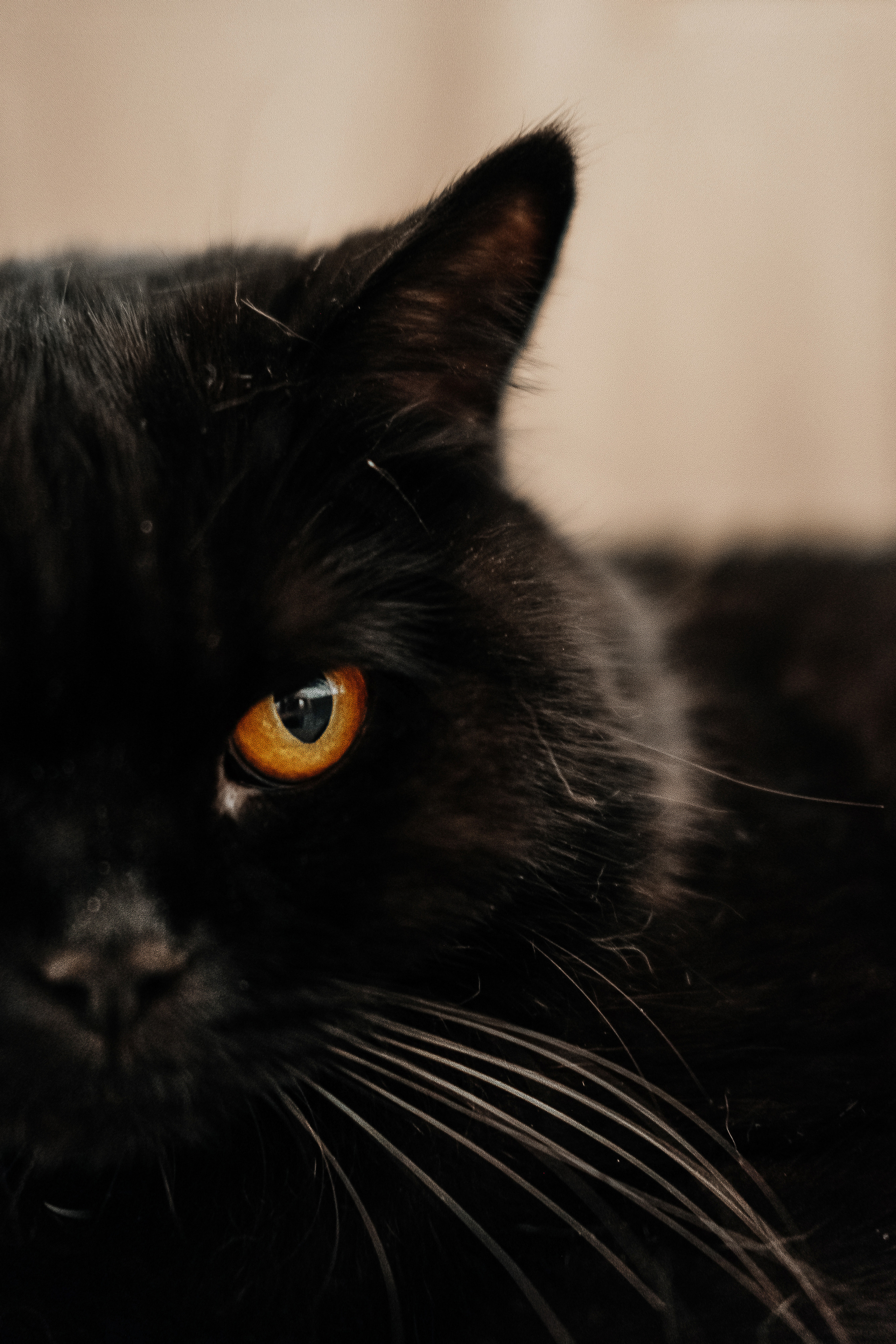 Платон. Семейный и свадебный фотограф Новосибирск