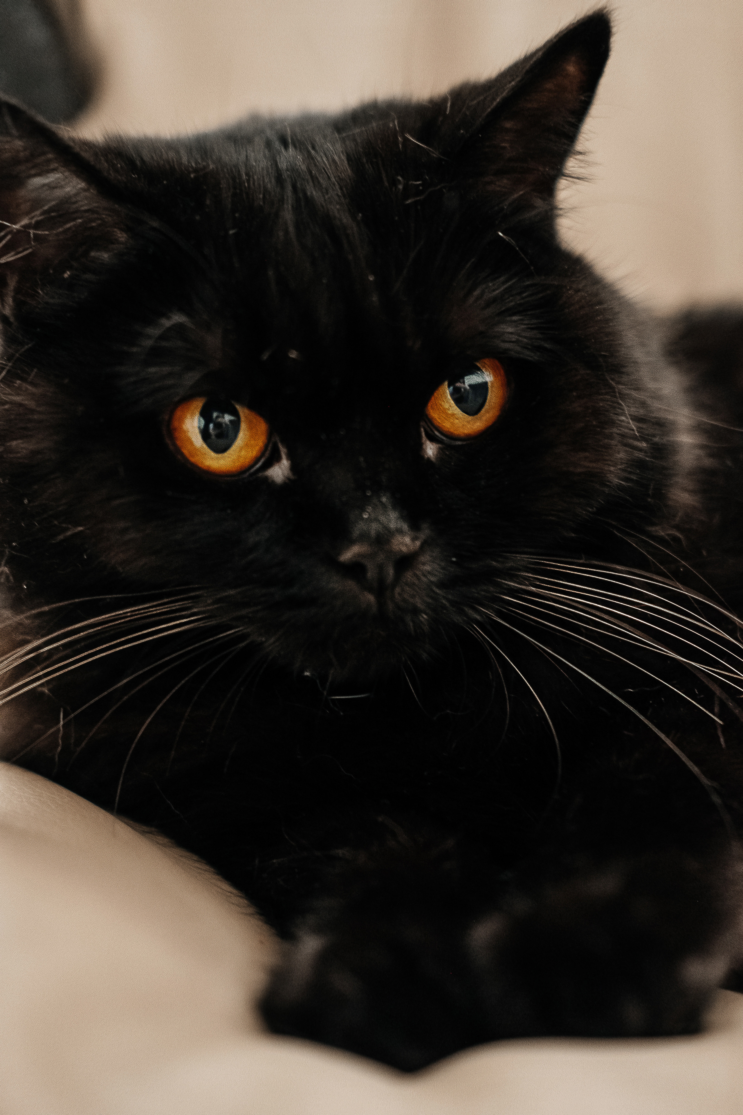 Платон. Семейный и свадебный фотограф Новосибирск