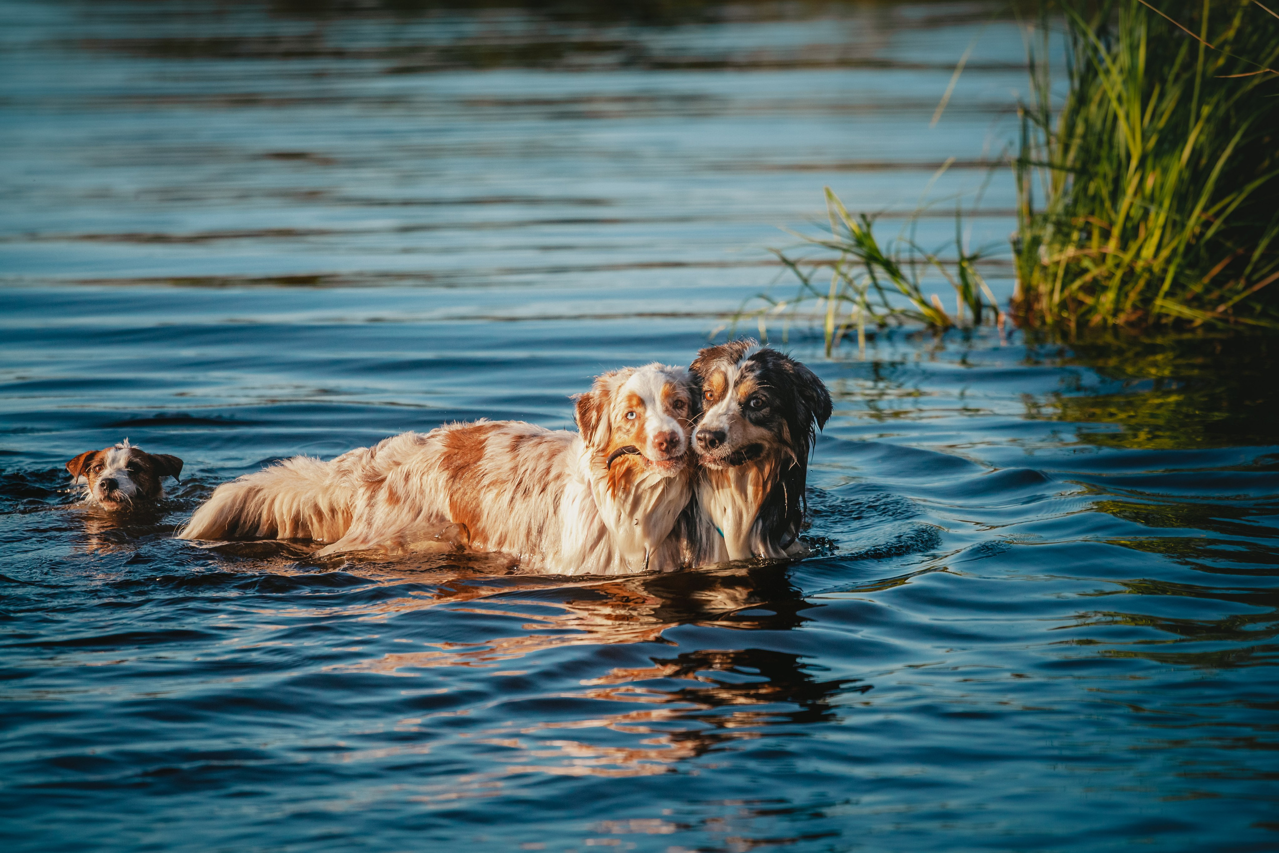 Фотопрогулка в Ленобласти. Фотограф-анималист Татьяна Степанова